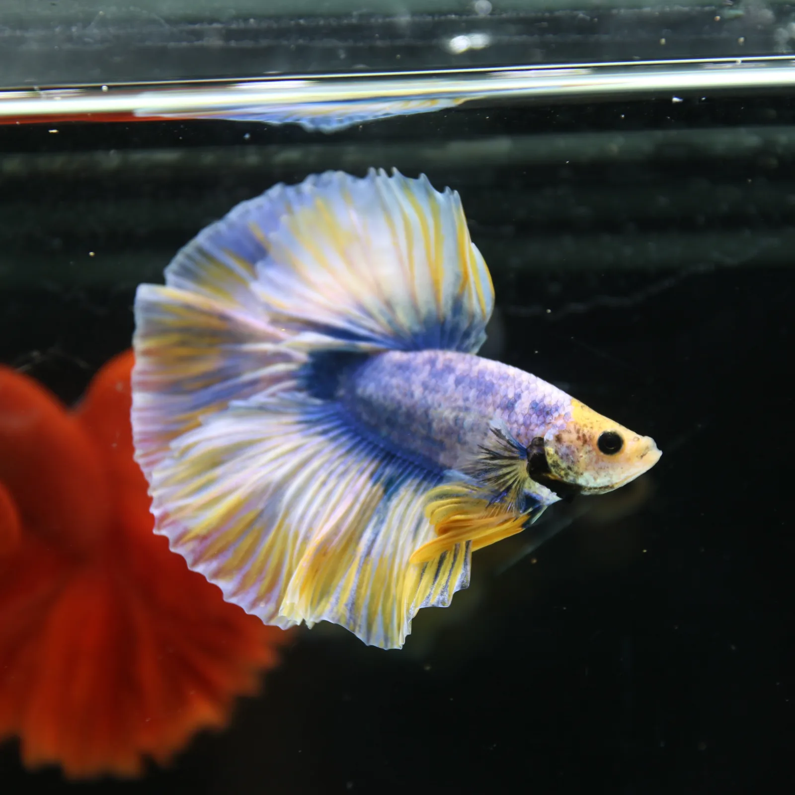 Betta Live Halfmoon Royal Sapphire Buttercream Butterfly Male HMPK-BL-01072026-002 media 2