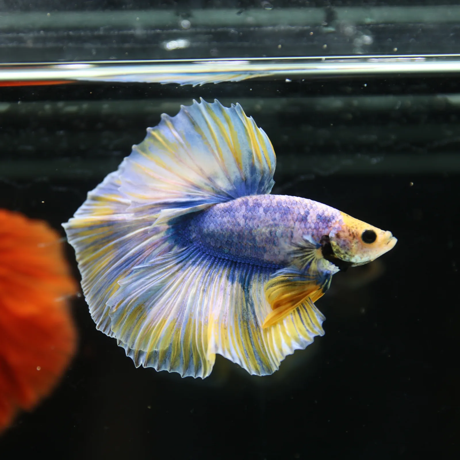 Betta Live Halfmoon Royal Sapphire Buttercream Butterfly Male HMPK-BL-01072026-002 media 3