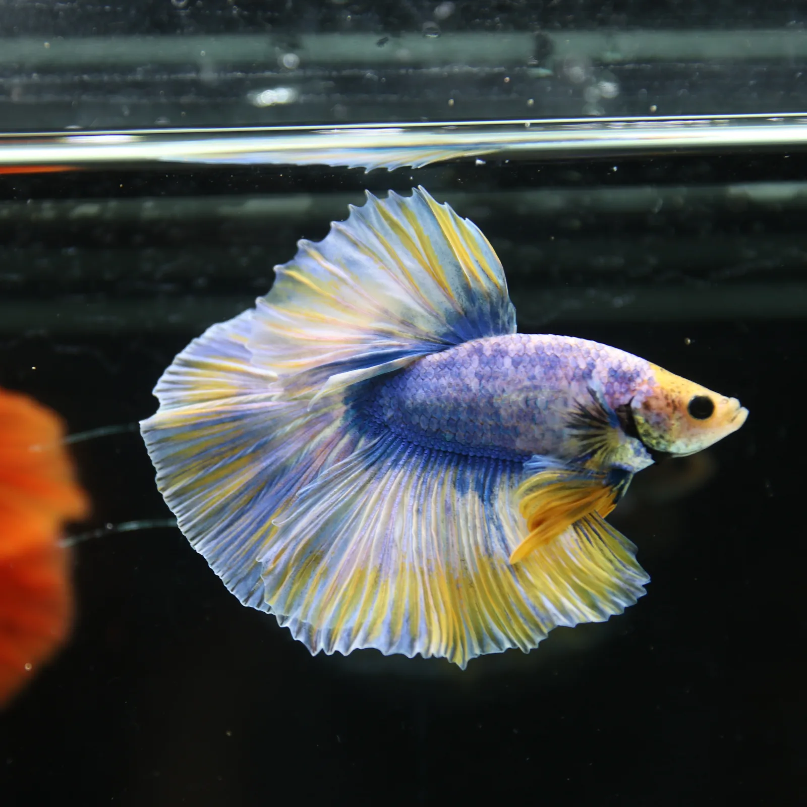 Betta Live Halfmoon Royal Sapphire Buttercream Butterfly Male HMPK-BL-01072026-002 media 4