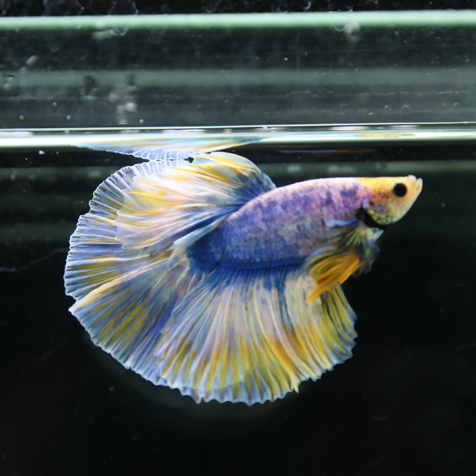 Betta Live Halfmoon Royal Sapphire Buttercream Butterfly Male HMPK-BL-01072026-002 media 5