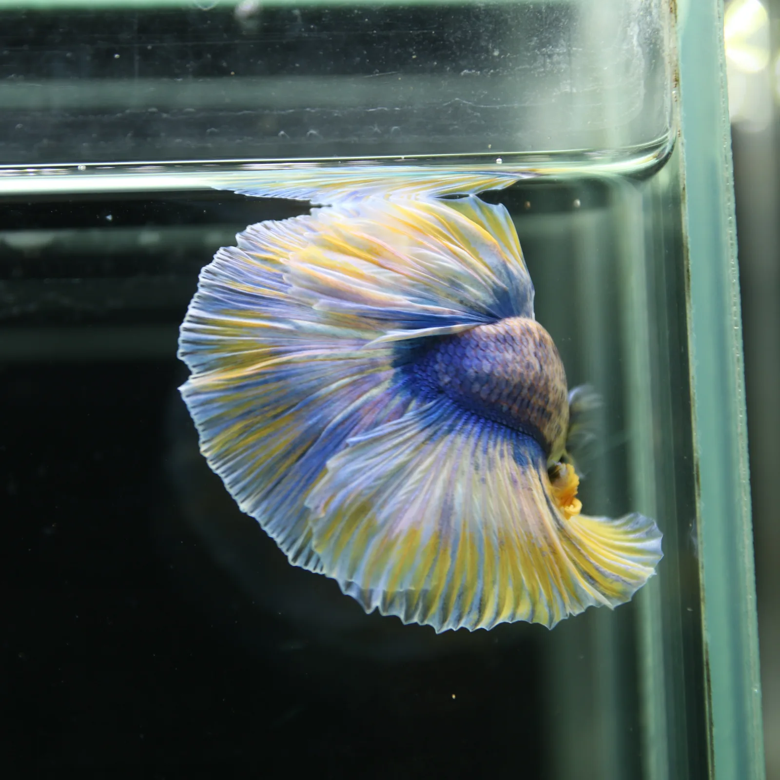 Betta Live Halfmoon Royal Sapphire Buttercream Butterfly Male HMPK-BL-01072026-002 media 6