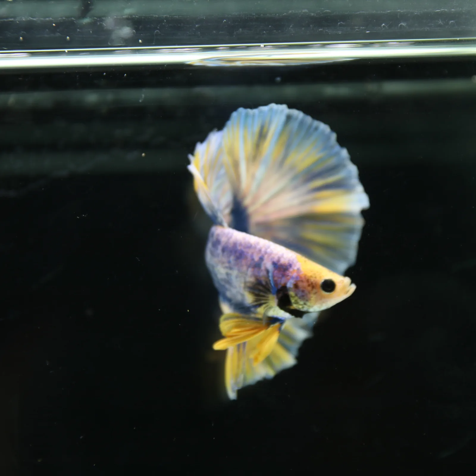 Betta Live Halfmoon Royal Sapphire Buttercream Butterfly Male HMPK-BL-01072026-002 media 7