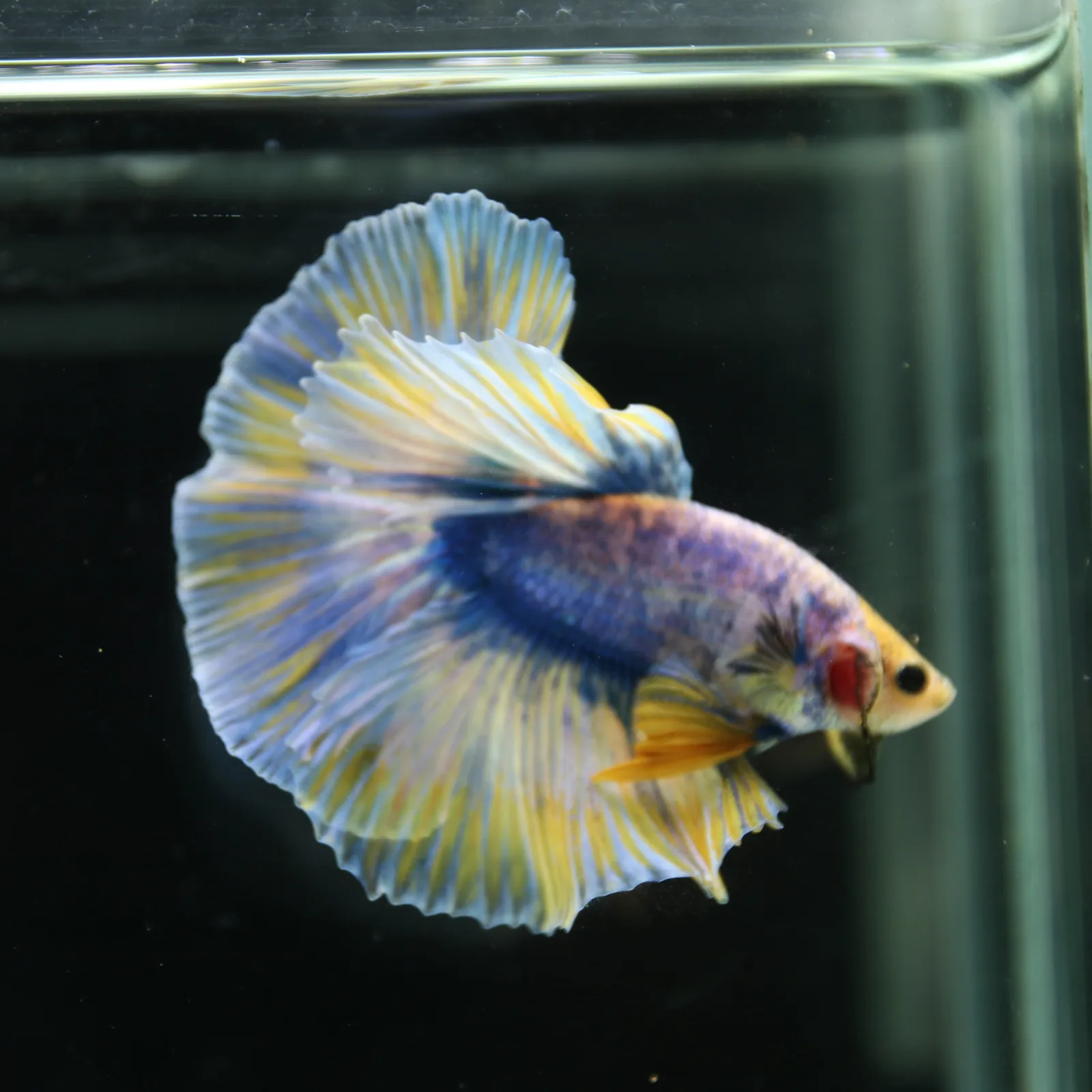 Betta Live Halfmoon Royal Sapphire Buttercream Butterfly Male HMPK-BL-01072026-002 media 8