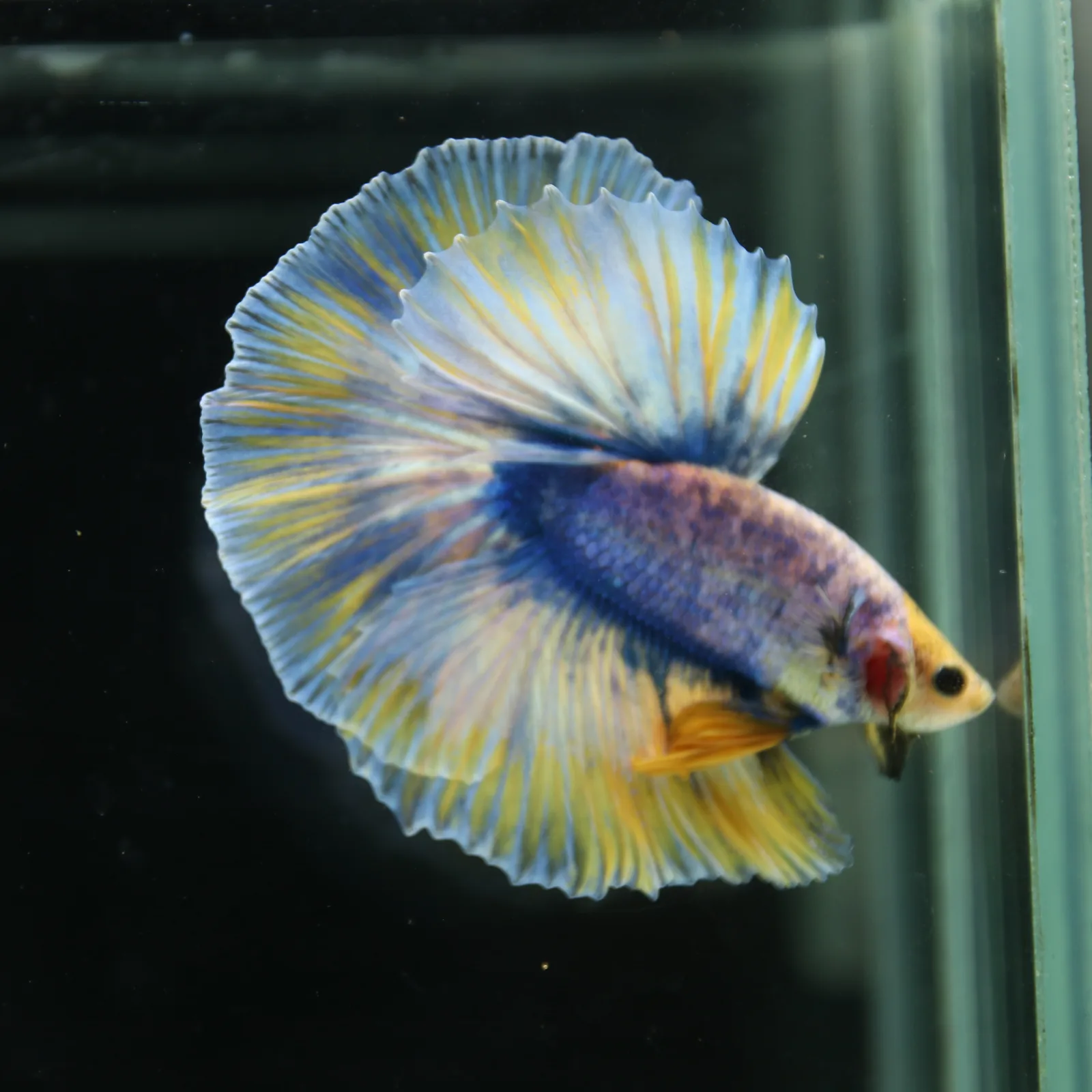 Betta Live Halfmoon Royal Sapphire Buttercream Butterfly Male HMPK-BL-01072026-002 media 9