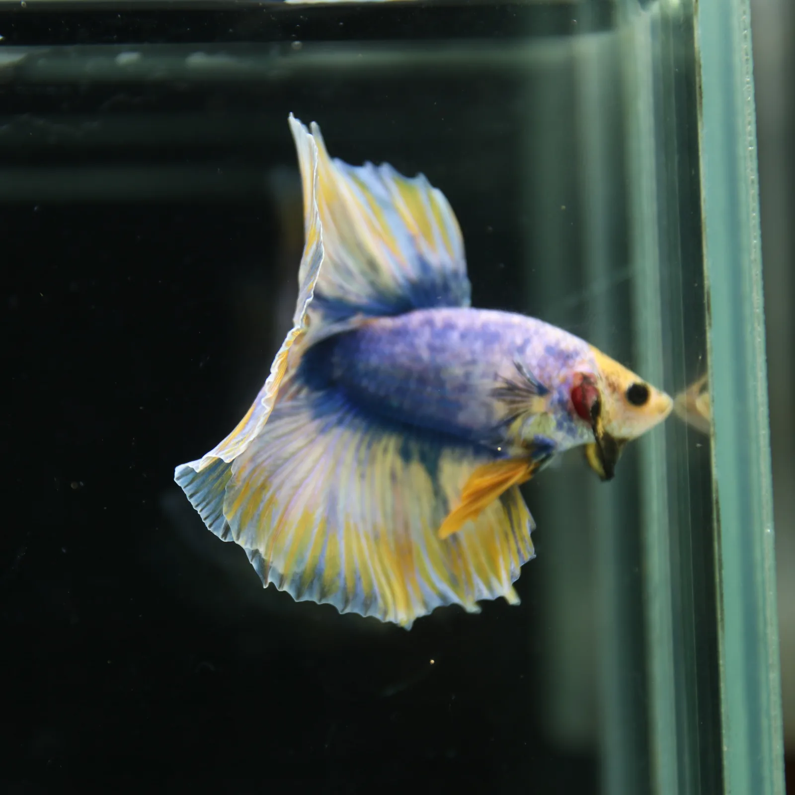 Betta Live Halfmoon Royal Sapphire Buttercream Butterfly Male HMPK-BL-01072026-002 media 10