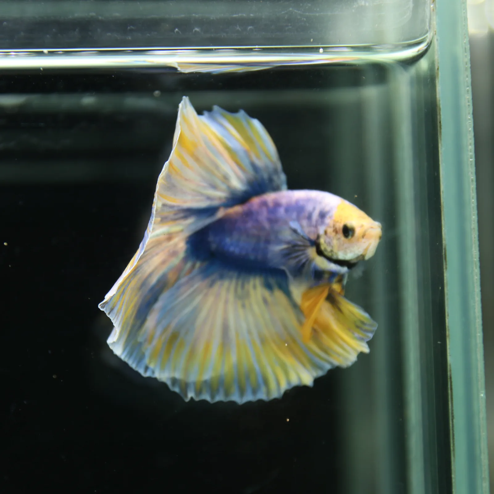 Betta Live Halfmoon Royal Sapphire Buttercream Butterfly Male HMPK-BL-01072026-002 media 11