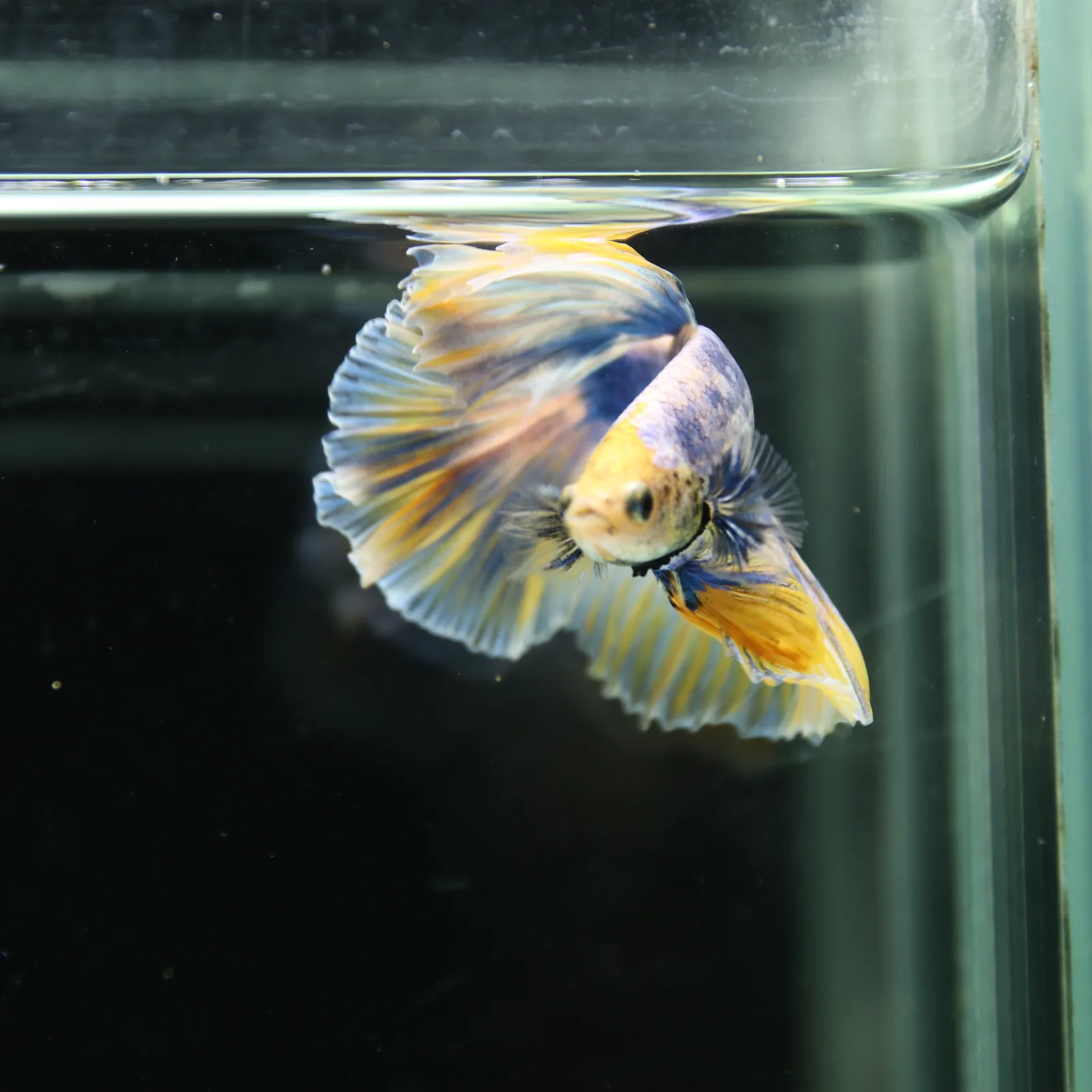 Betta Live Halfmoon Royal Sapphire Buttercream Butterfly Male HMPK-BL-01072026-002 media 12