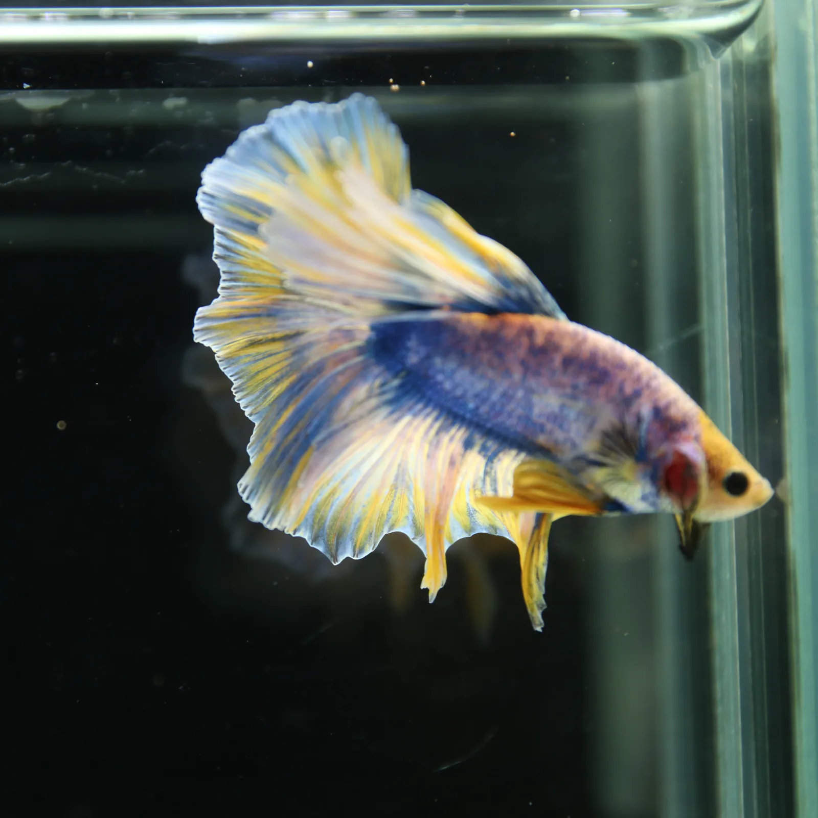 Betta Live Halfmoon Royal Sapphire Buttercream Butterfly Male HMPK-BL-01072026-002 media 13