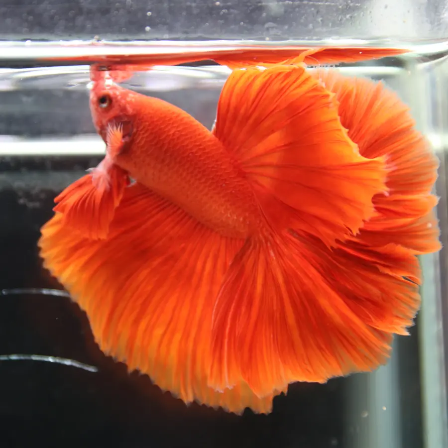 Betta live Fancy Half moon Red