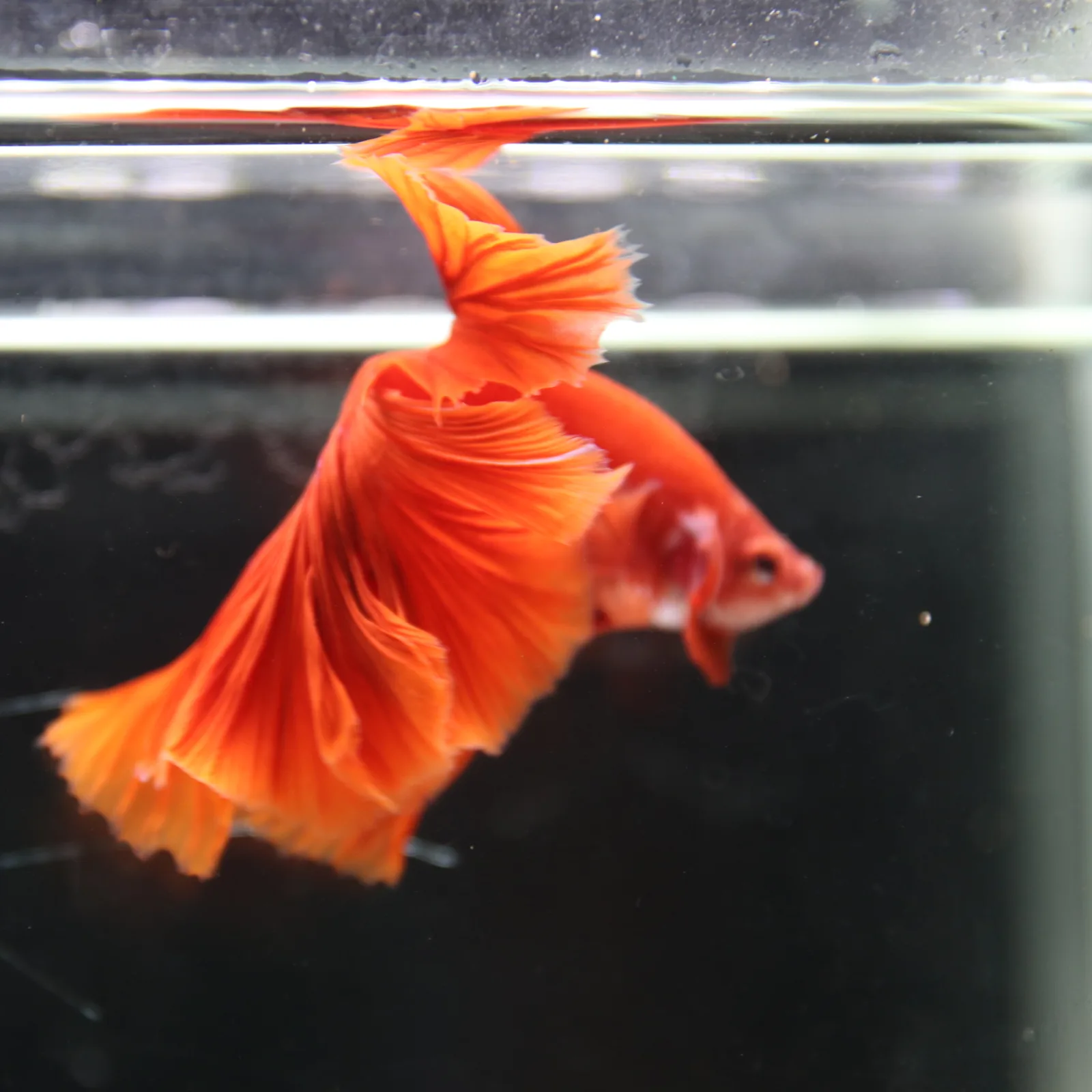 Betta live Fancy Half moon Red media 9