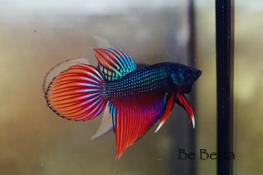 1 Pair Live Betta Fish Betta imbellis Long Tail Premium Grade Male Female Wild
