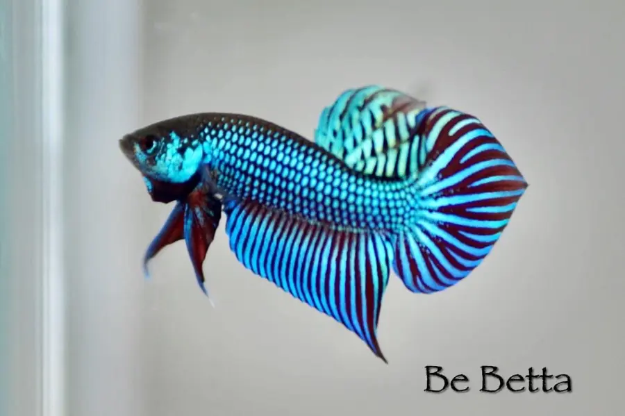 1 Pair Live Betta Fish Mahachai betta Premium Grade Male Female Wild