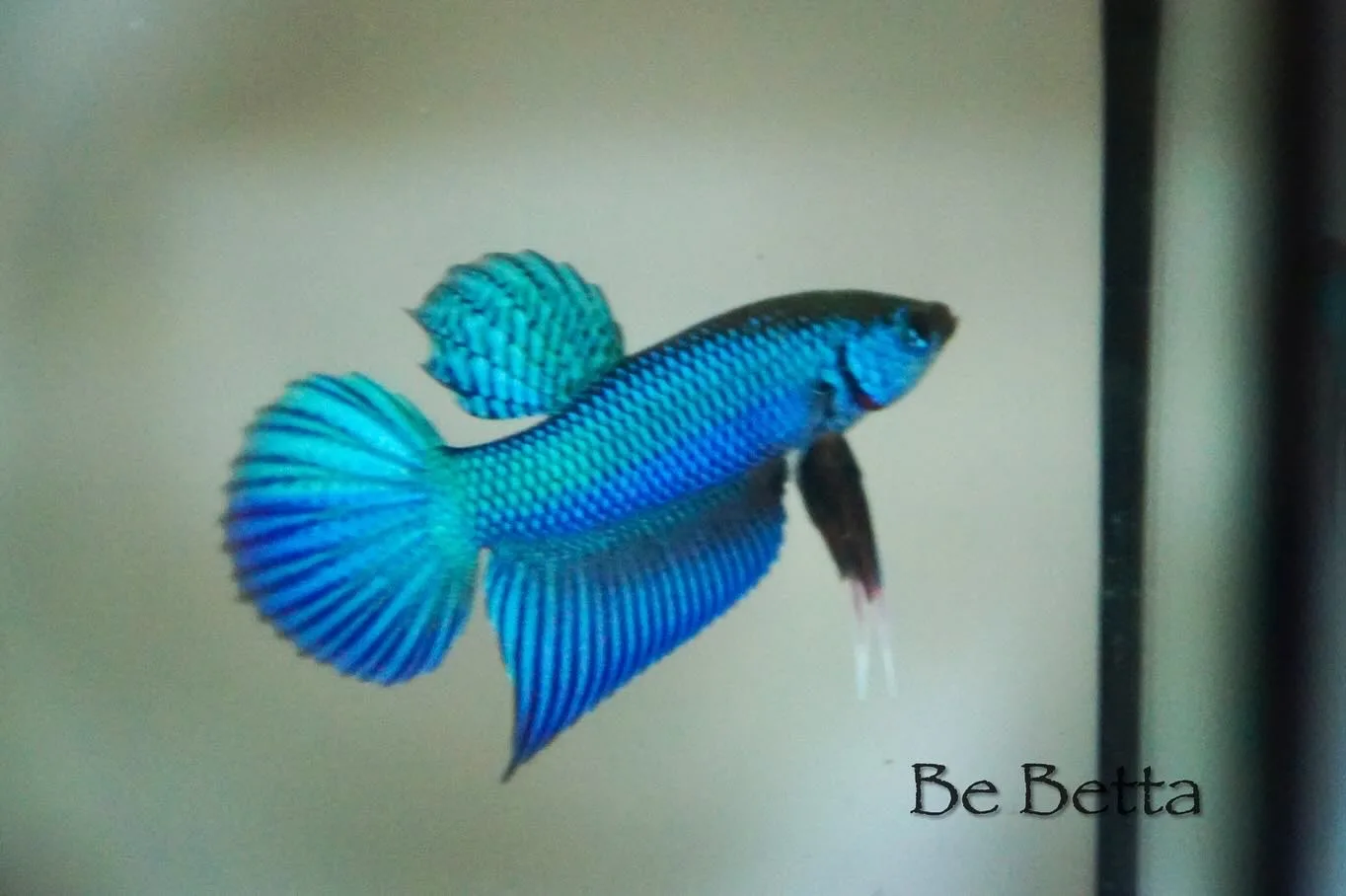 1 Pair Live Betta Fish Burirum Sticktos Smaragdina  Green  Blue  Turquoise Premium Grade Male Female Wild media 3