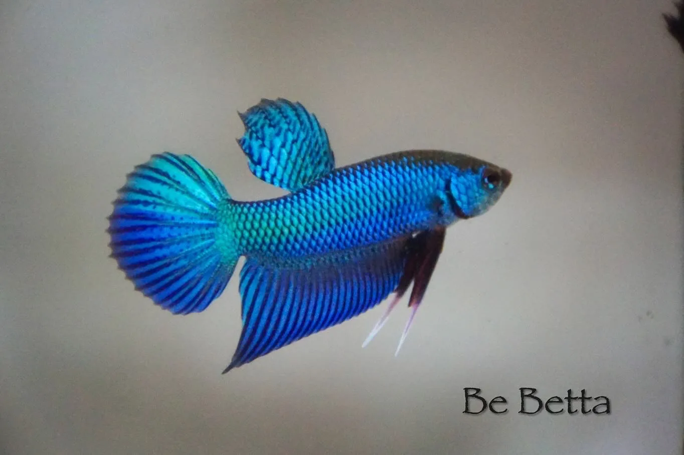 1 Pair Live Betta Fish Burirum Sticktos Smaragdina  Green  Blue  Turquoise Premium Grade Male Female Wild media 2