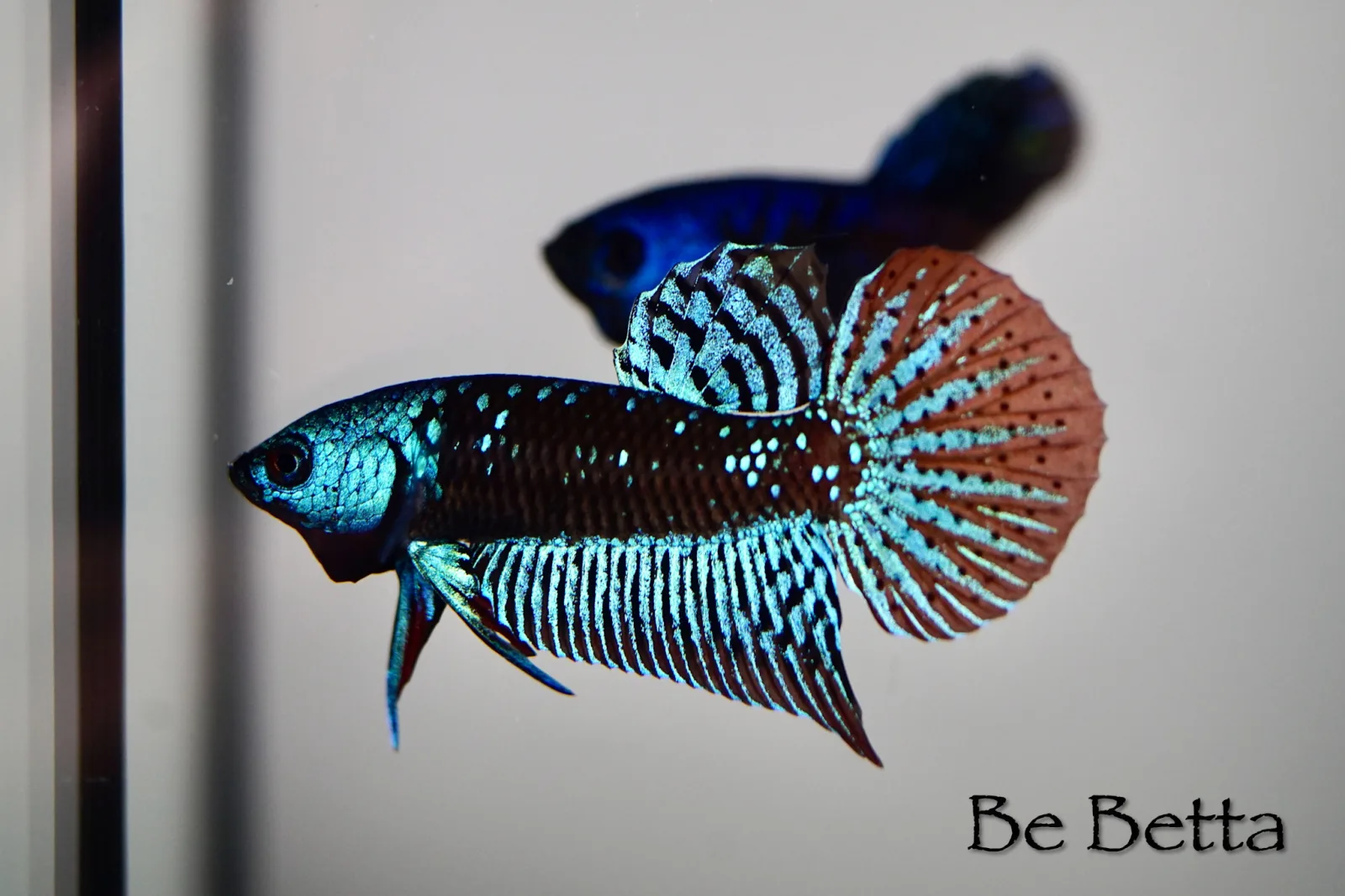 1 Pair Live Betta Fish Black Star Alien Premium Grade Male Female Wild media 4