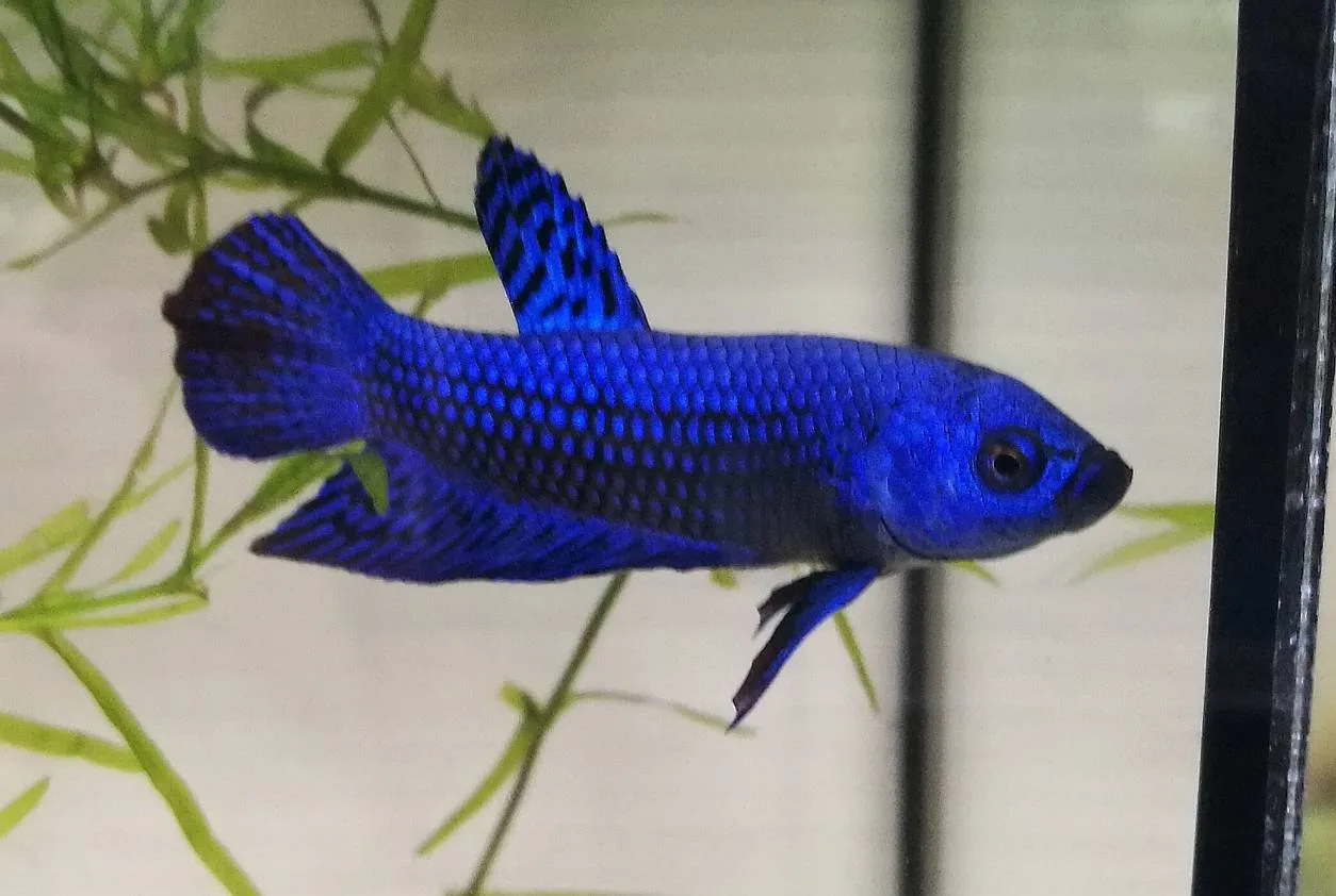 1 Pair Live Betta Fish Splendens Alien Blue Premium Grade Male Female Wild media 8