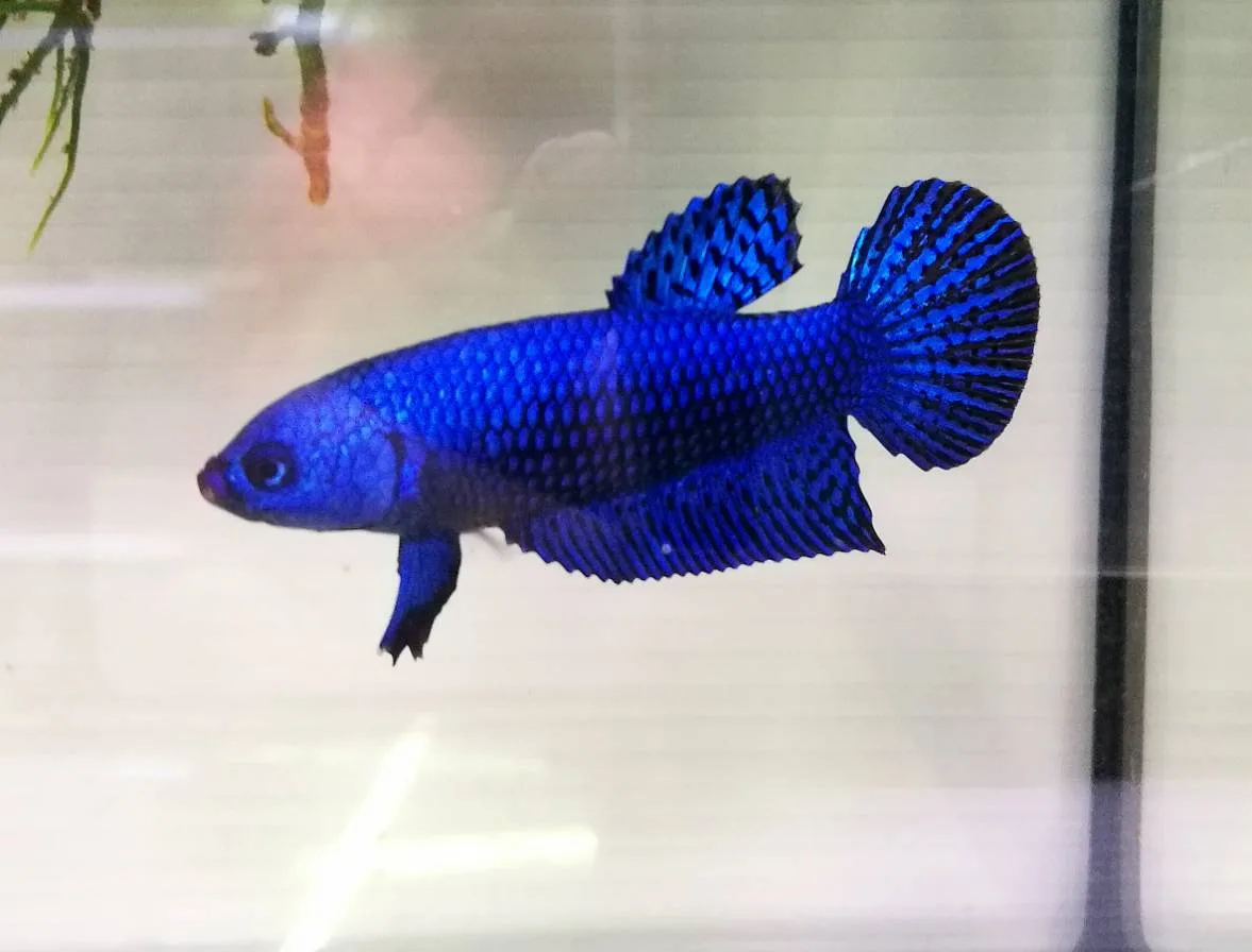 1 Pair Live Betta Fish Splendens Alien Blue Premium Grade Male Female Wild media 10