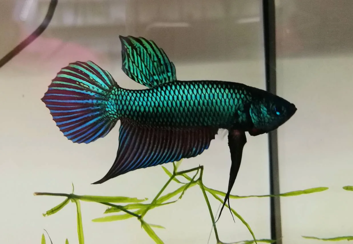 1 Pair Live Betta Fish Emerald Green Betta Smaragd Fighting Fish Premium Grade Male Female Wild media 6