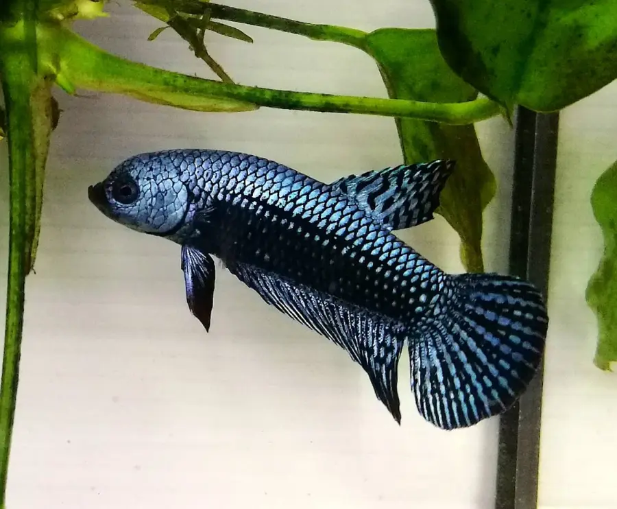1 Pair Live Betta Fish Grey Alien Betta Steel Blue Alien Betta Premium Grade Male Female Wild