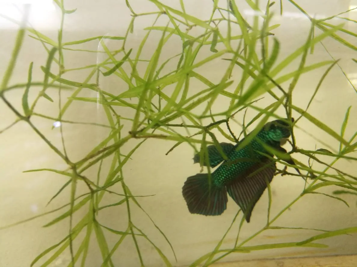 1 Pair Live Betta Fish Wild Betta Wild Siamese Fighting Fish Betta splendens Premium Grade Male Female Wild media 3