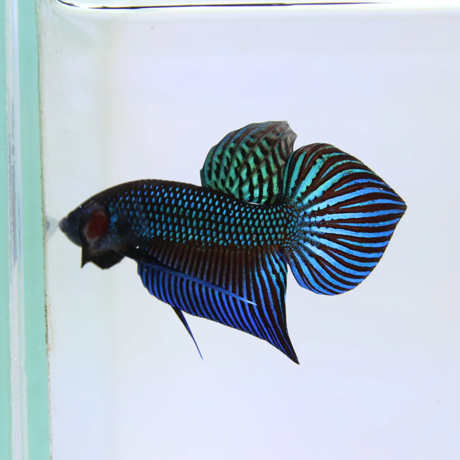 Betta Live Fighting Mahachai Male 19072026_0641_001_PM media 6