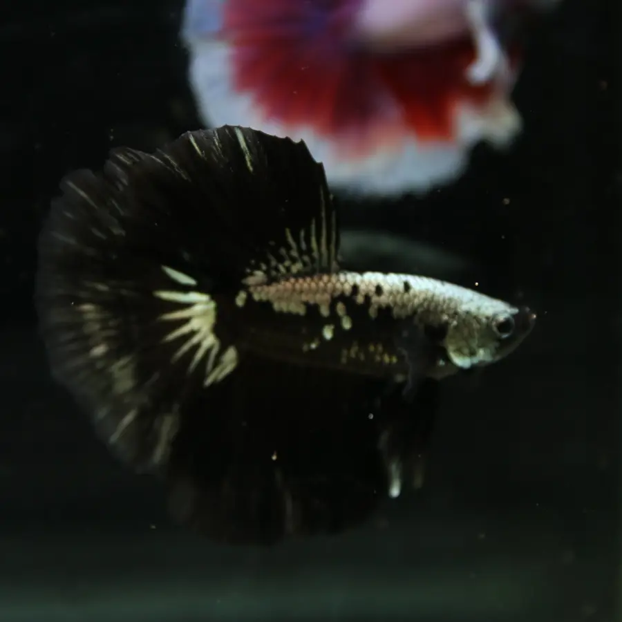 Betta Live Halfmoon Black Samurai Male media 1