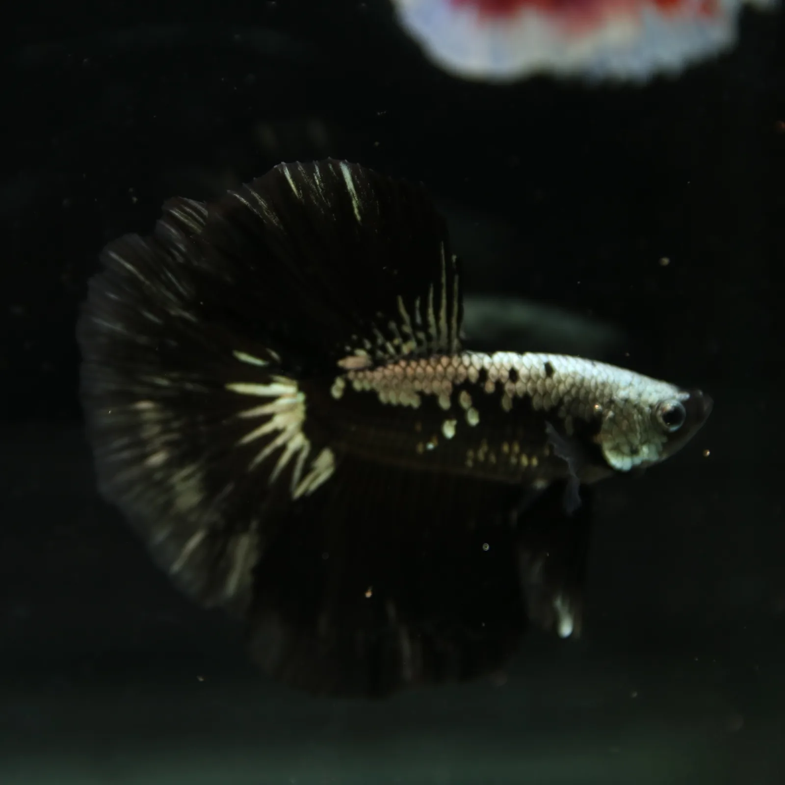 Betta Live Halfmoon Black Samurai Male media 8