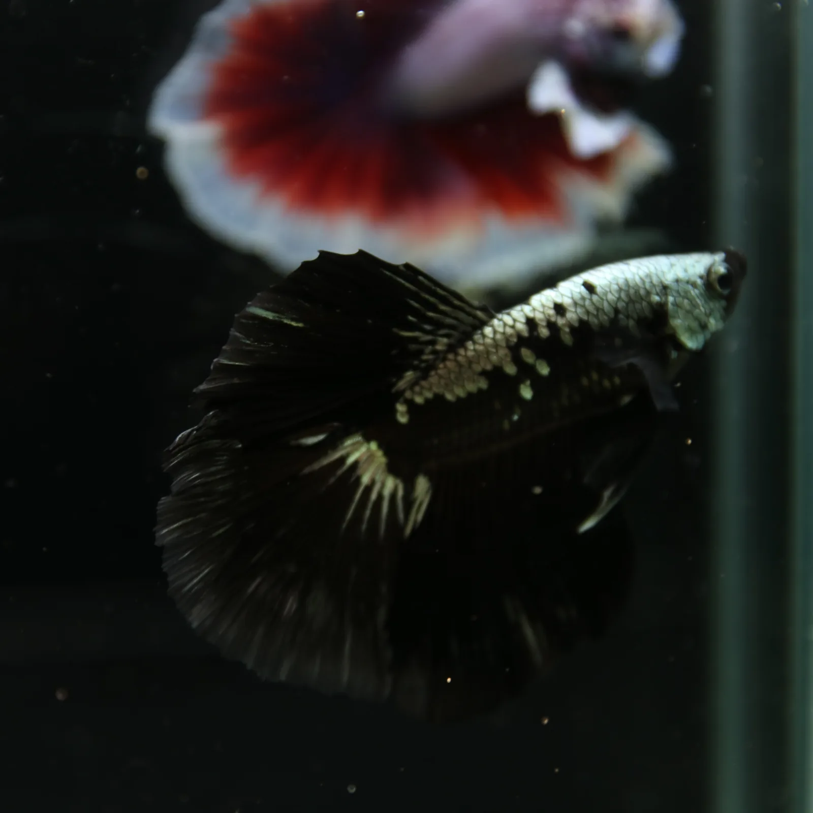 Betta Live Halfmoon Black Samurai Male media 9
