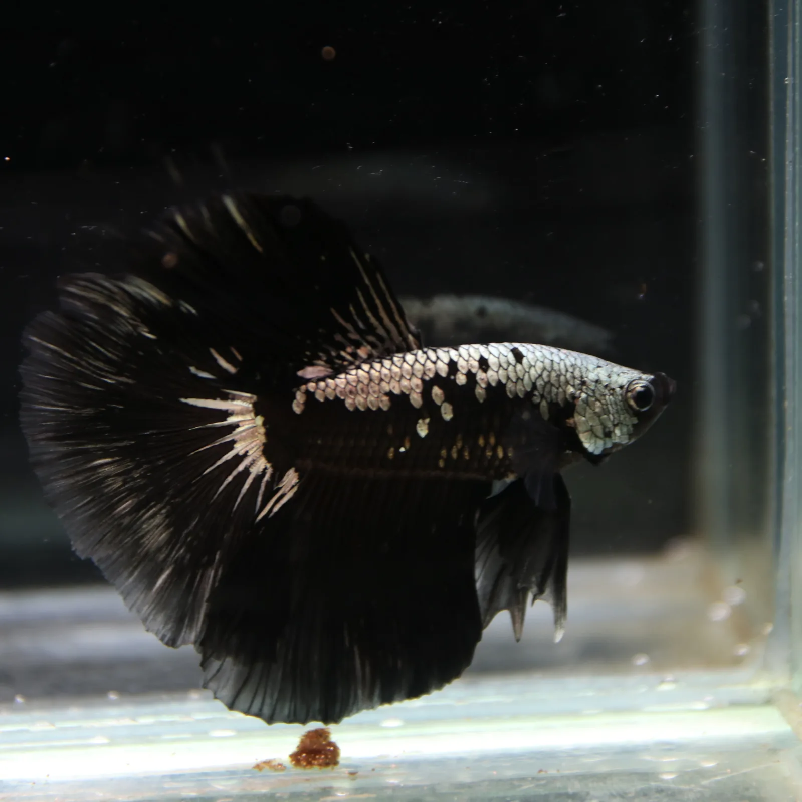 Betta Live Halfmoon Black Samurai Male media 11