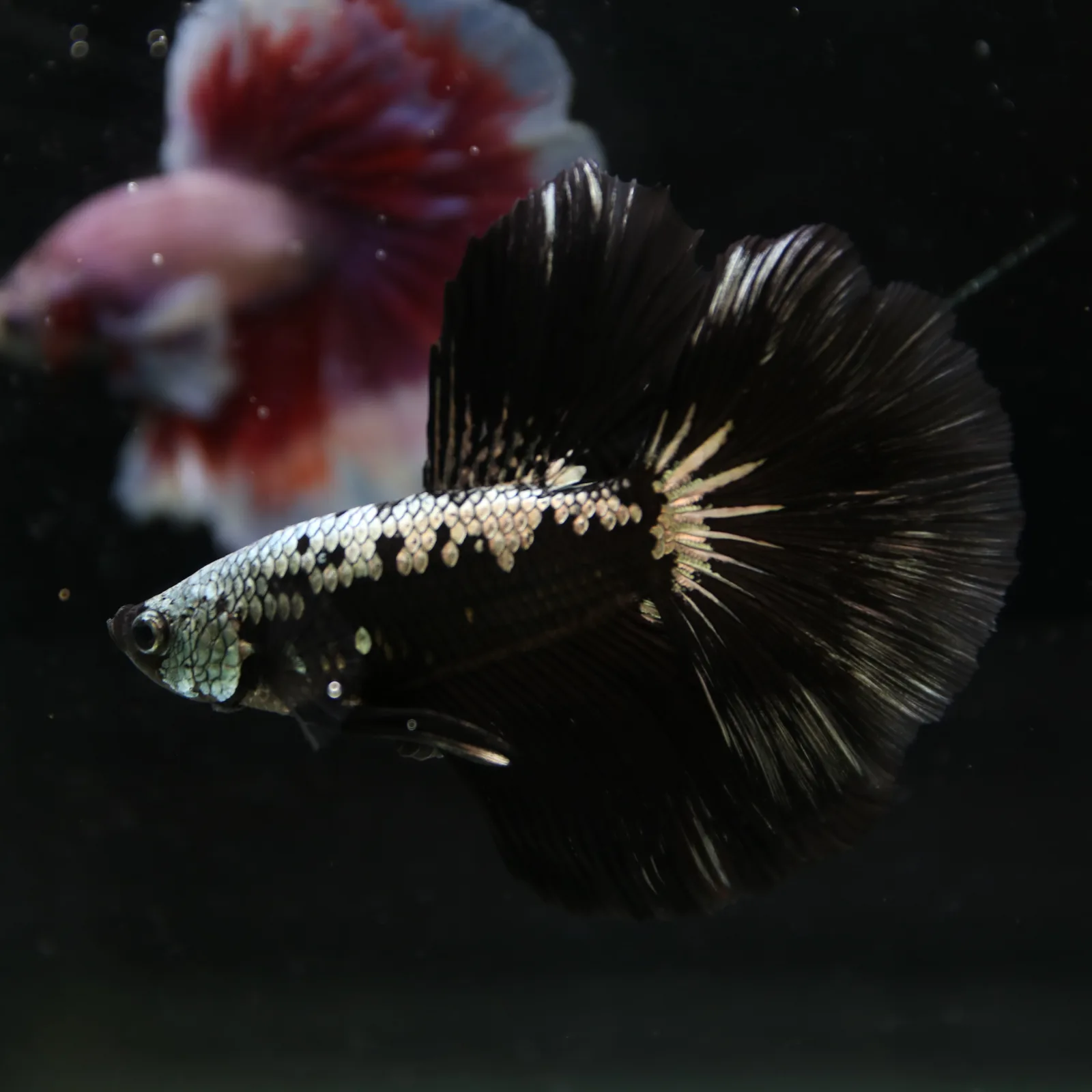 Betta Live Halfmoon Black Samurai Male media 12
