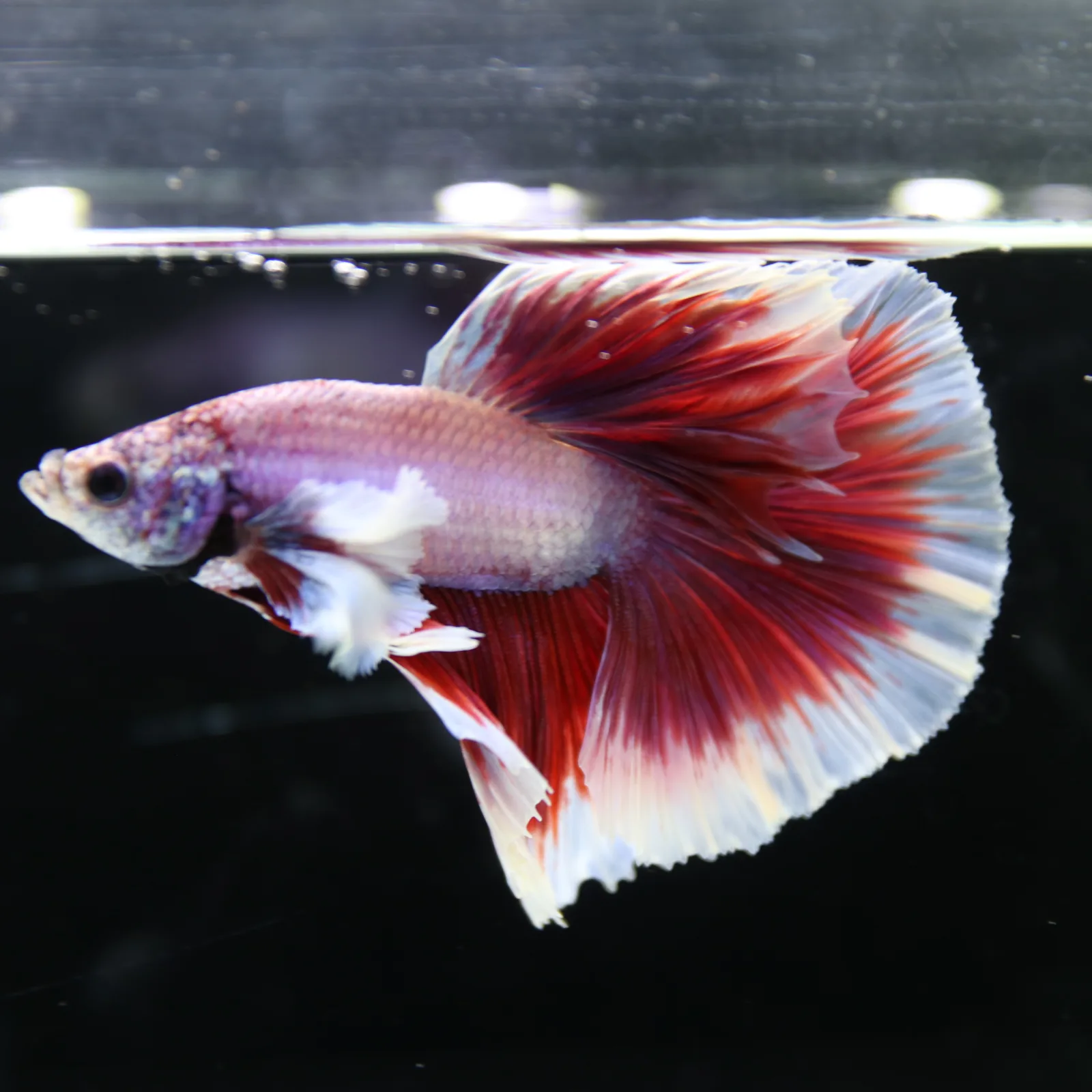 Premium Halfmoon Pink Lavender Betta Fish Male | Red White Butterfly Tail | Show Grade Live Betta media 7