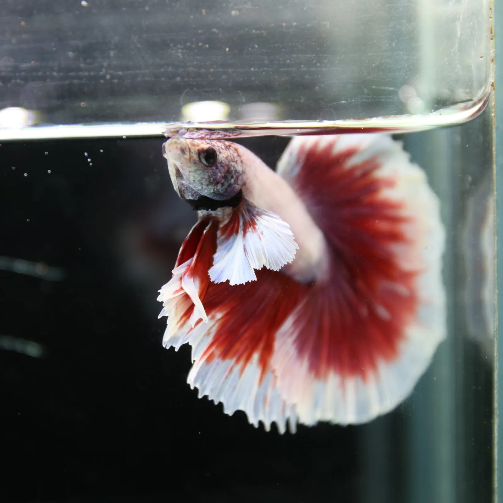 Premium Halfmoon Pink Lavender Betta Fish Male | Red White Butterfly Tail | Show Grade Live Betta media 9