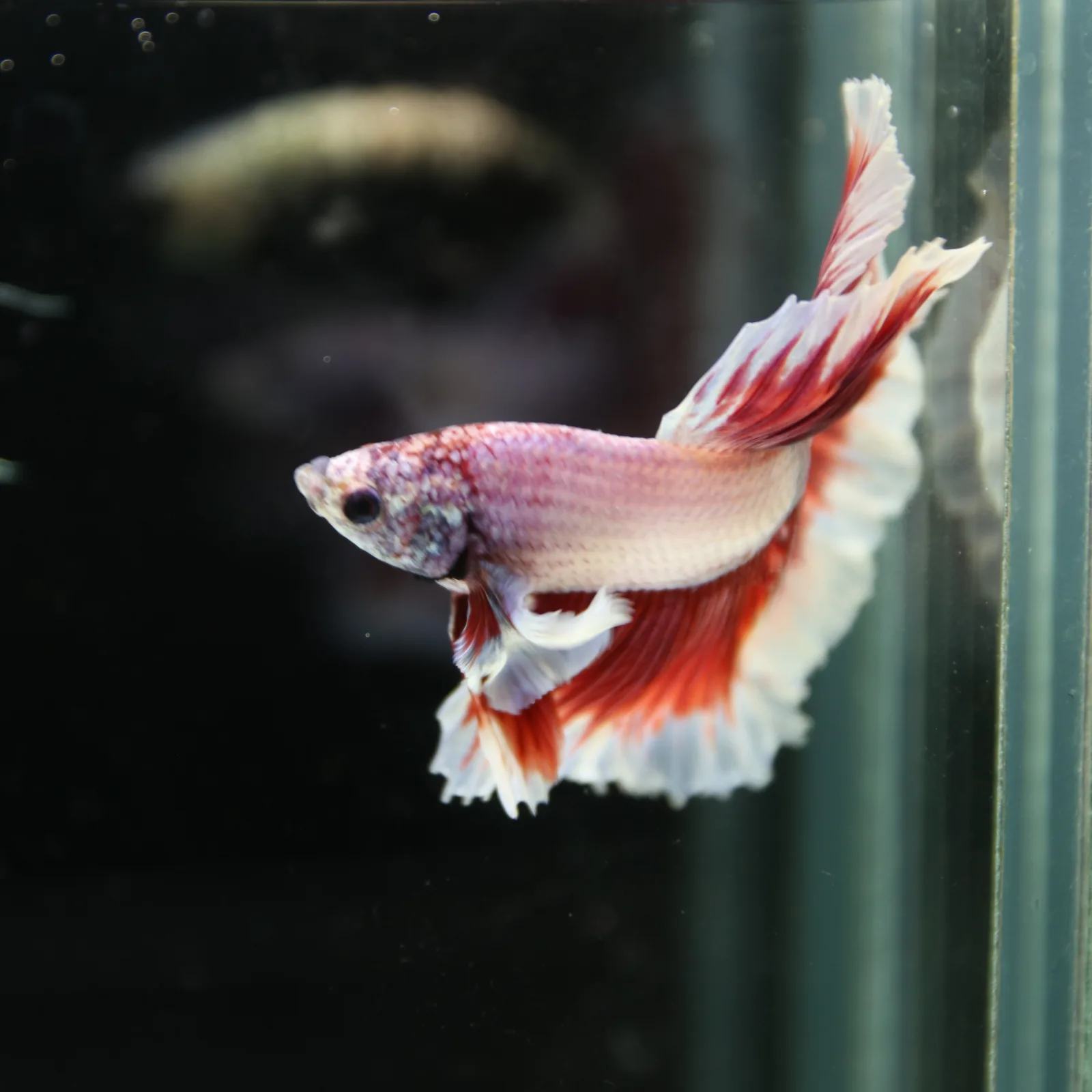 Premium Halfmoon Pink Lavender Betta Fish Male | Red White Butterfly Tail | Show Grade Live Betta media 10