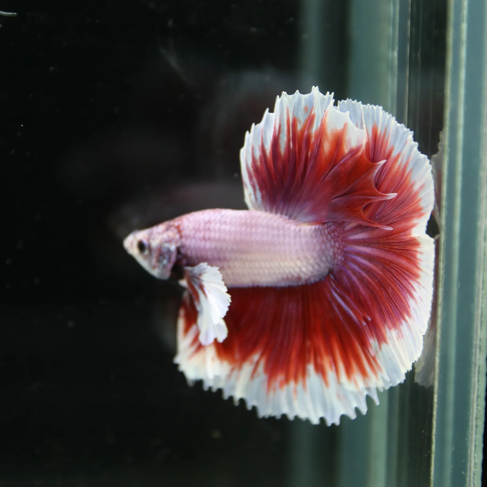 Premium Halfmoon Pink Lavender Betta Fish Male | Red White Butterfly Tail | Show Grade Live Betta media 11