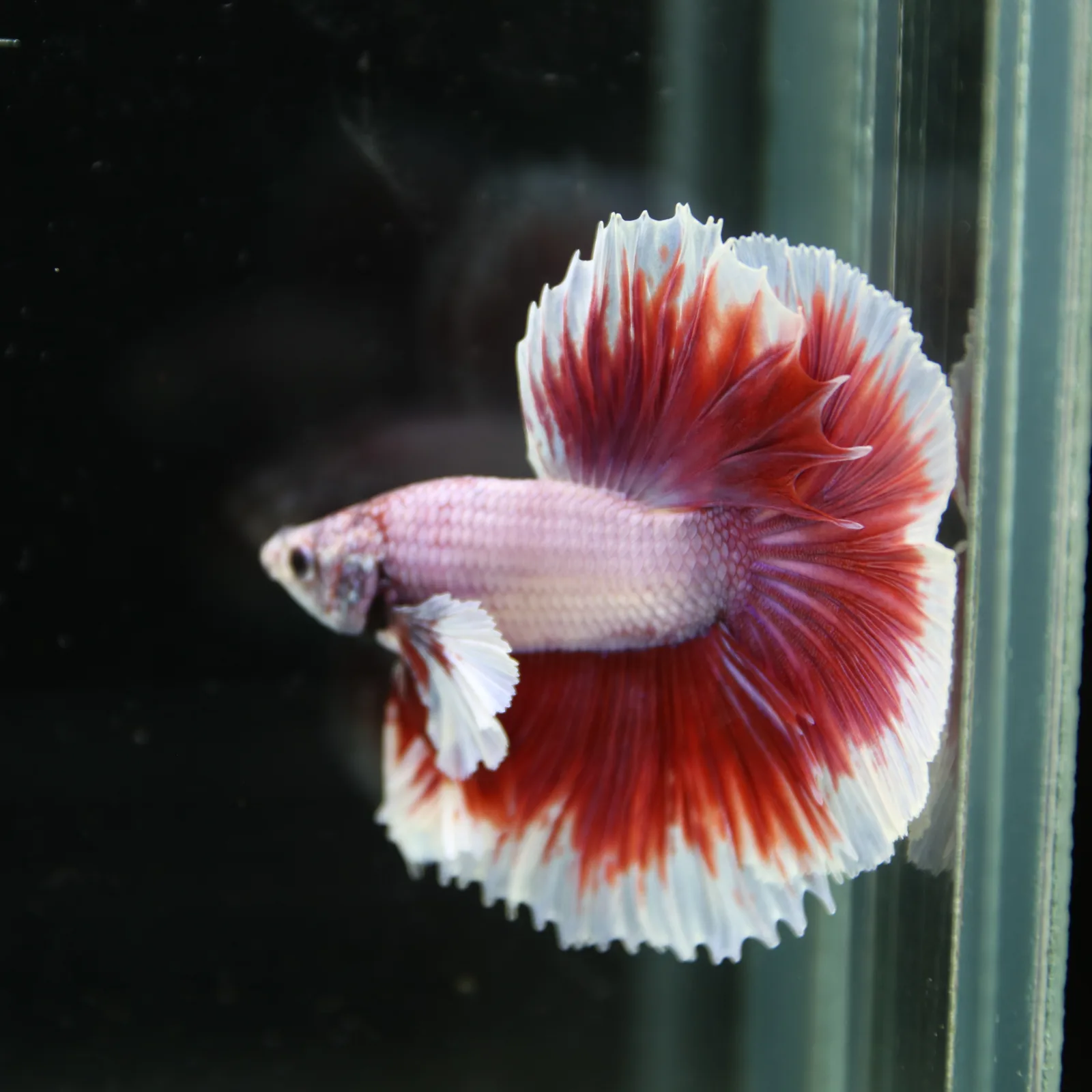 Premium Halfmoon Pink Lavender Betta Fish Male | Red White Butterfly Tail | Show Grade Live Betta media 12