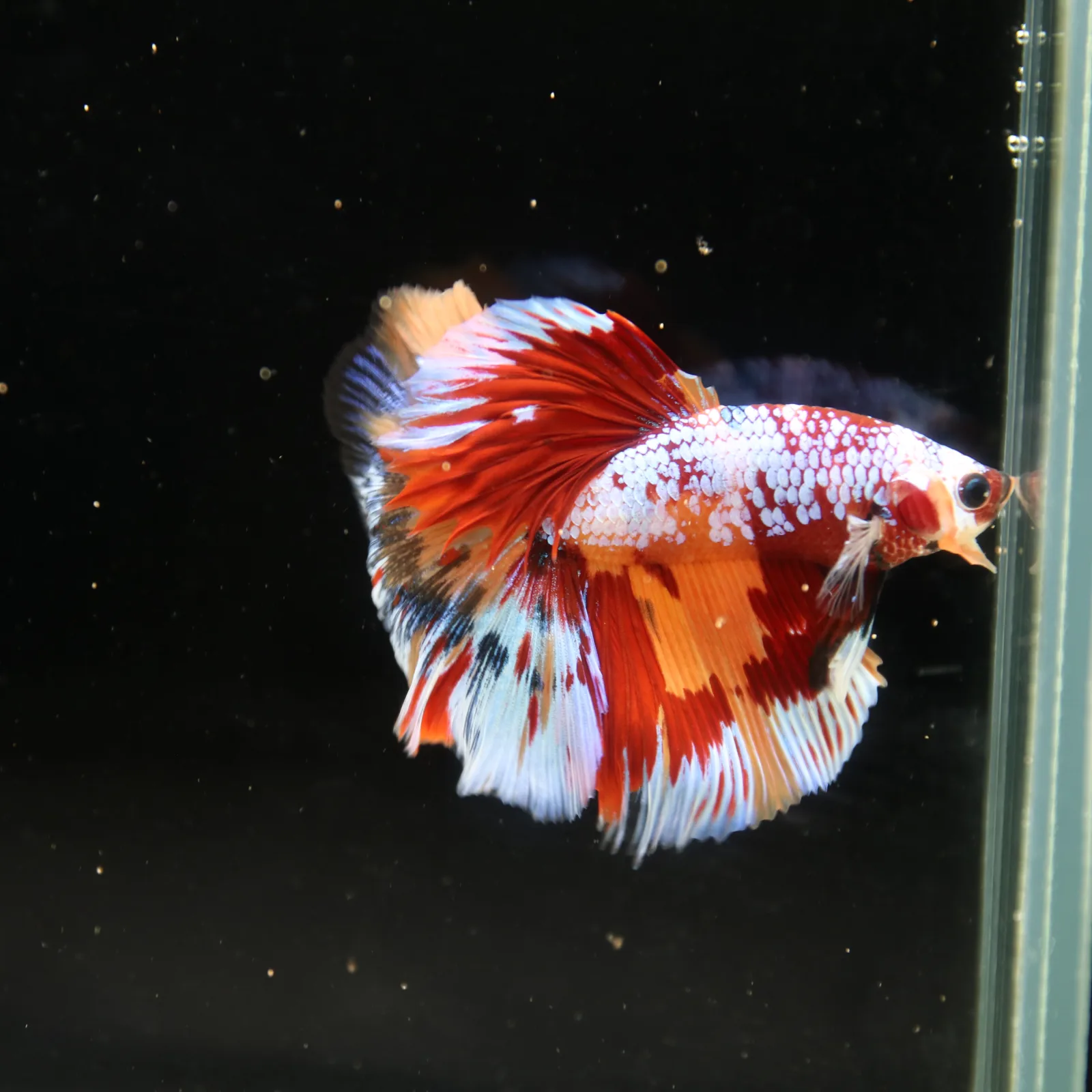 Halfmoon Non Metallic Multicolor Betta Fish Male | Premium Marble Live Betta Show Grade media 2