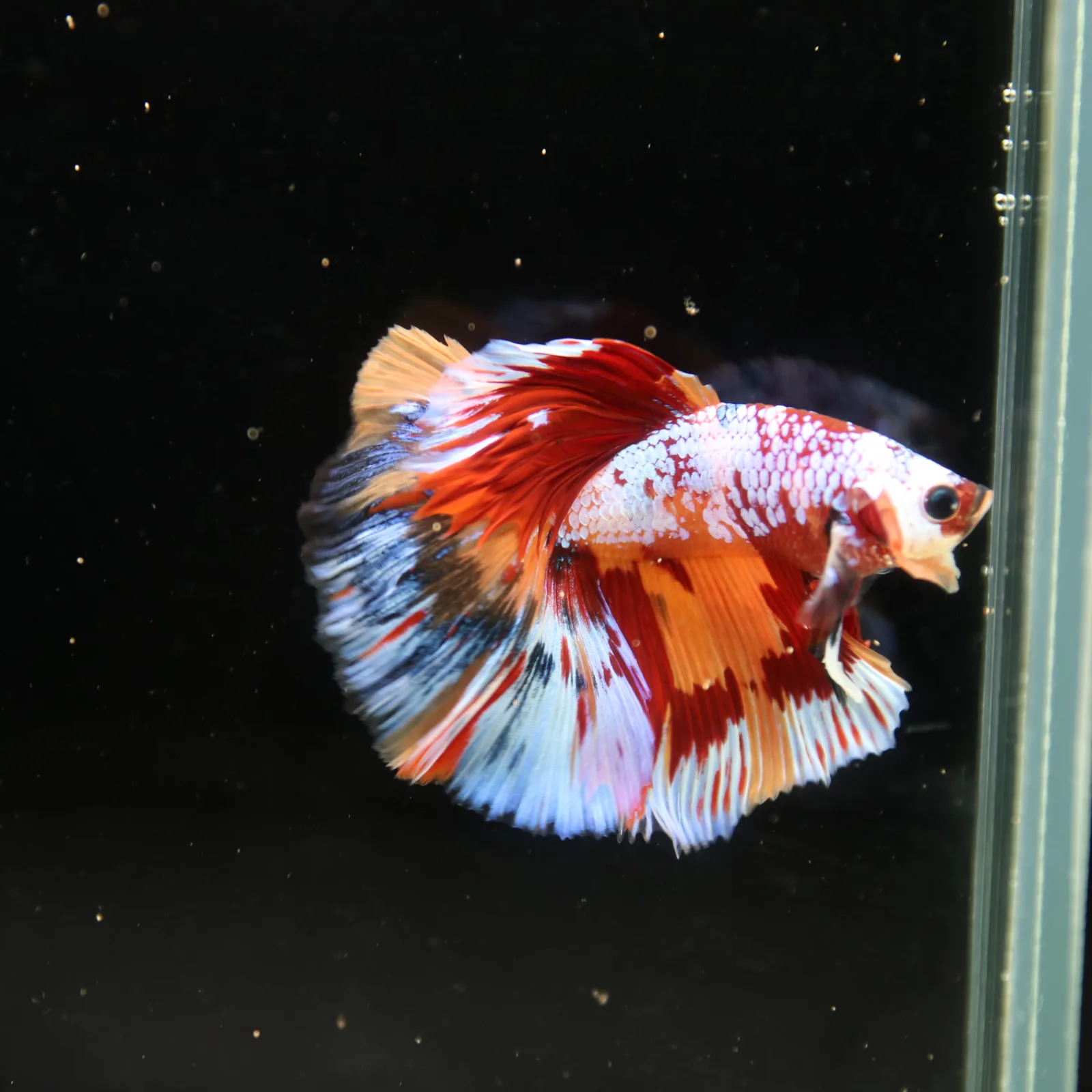 Halfmoon Non Metallic Multicolor Betta Fish Male | Premium Marble Live Betta Show Grade media 3