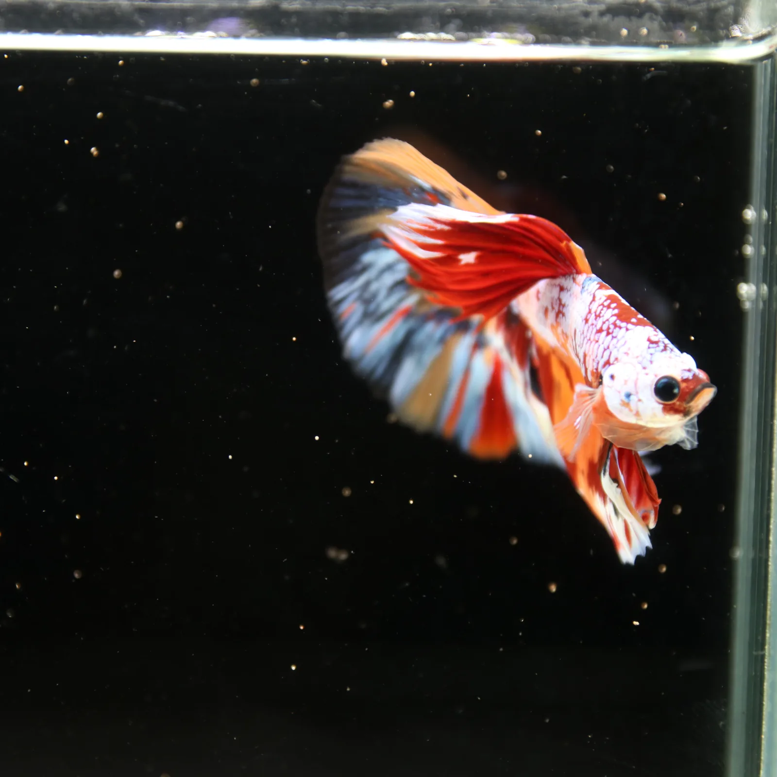 Halfmoon Non Metallic Multicolor Betta Fish Male | Premium Marble Live Betta Show Grade media 4