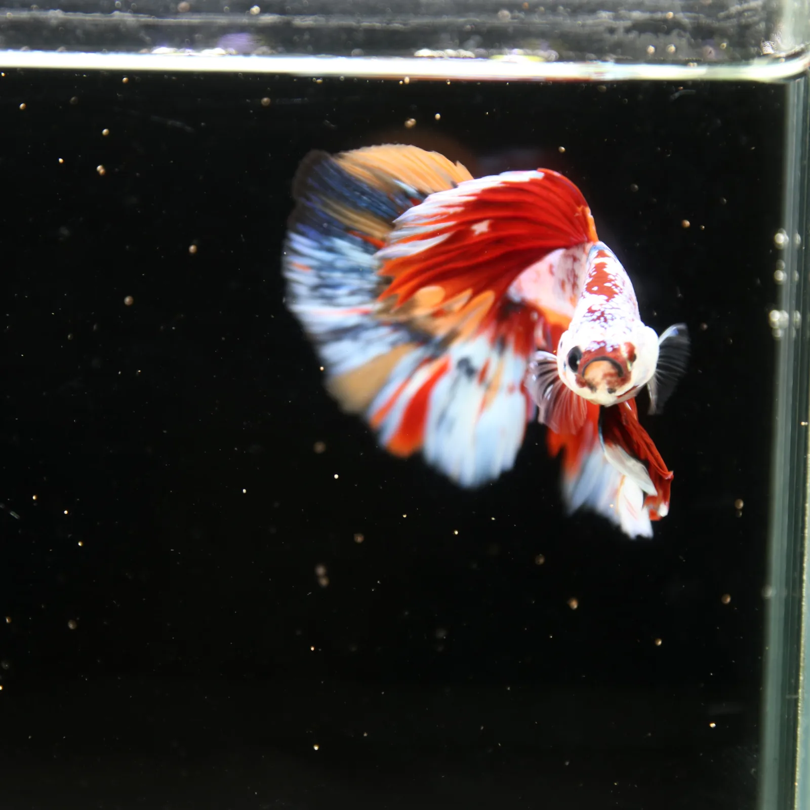 Halfmoon Non Metallic Multicolor Betta Fish Male | Premium Marble Live Betta Show Grade media 5