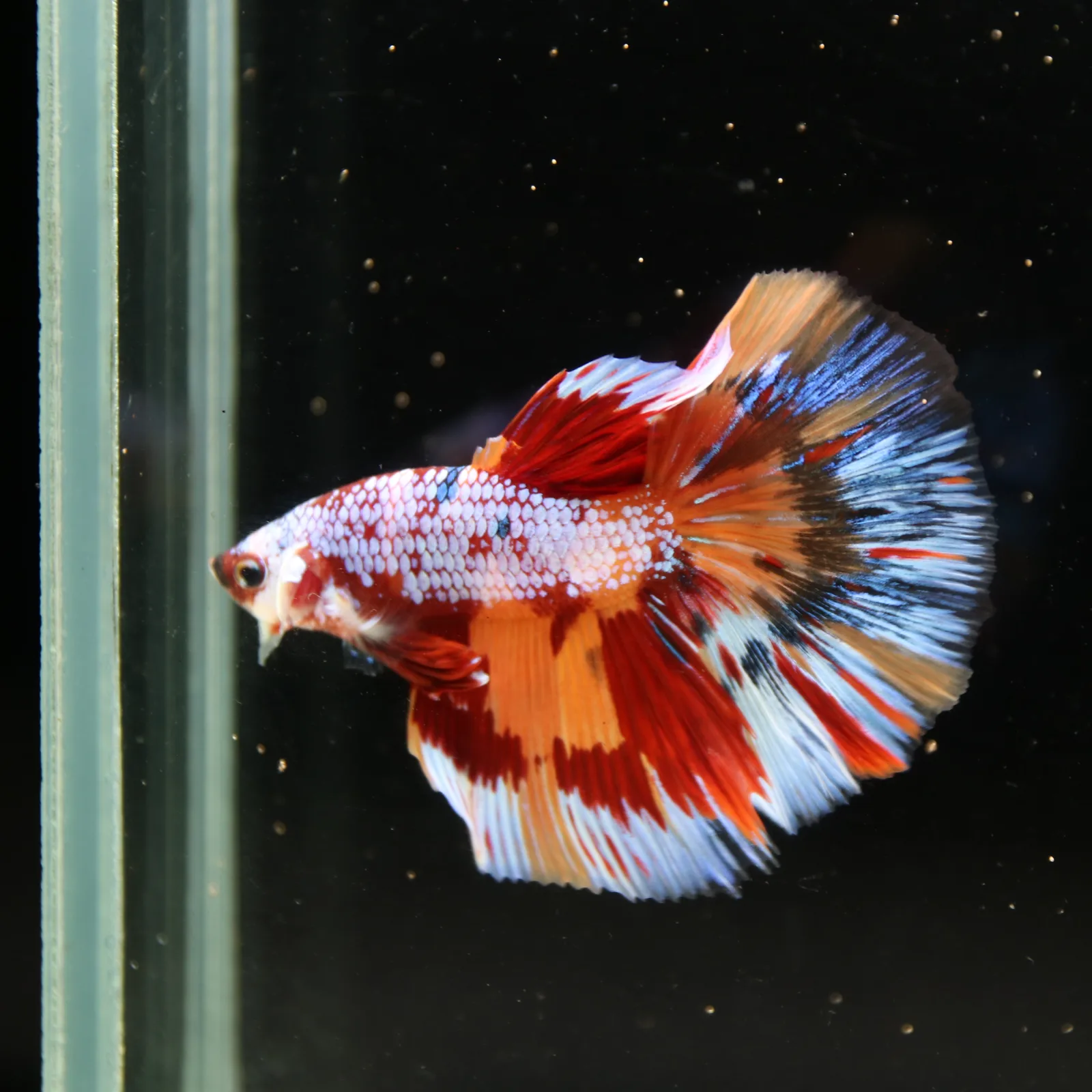 Halfmoon Non Metallic Multicolor Betta Fish Male | Premium Marble Live Betta Show Grade media 8