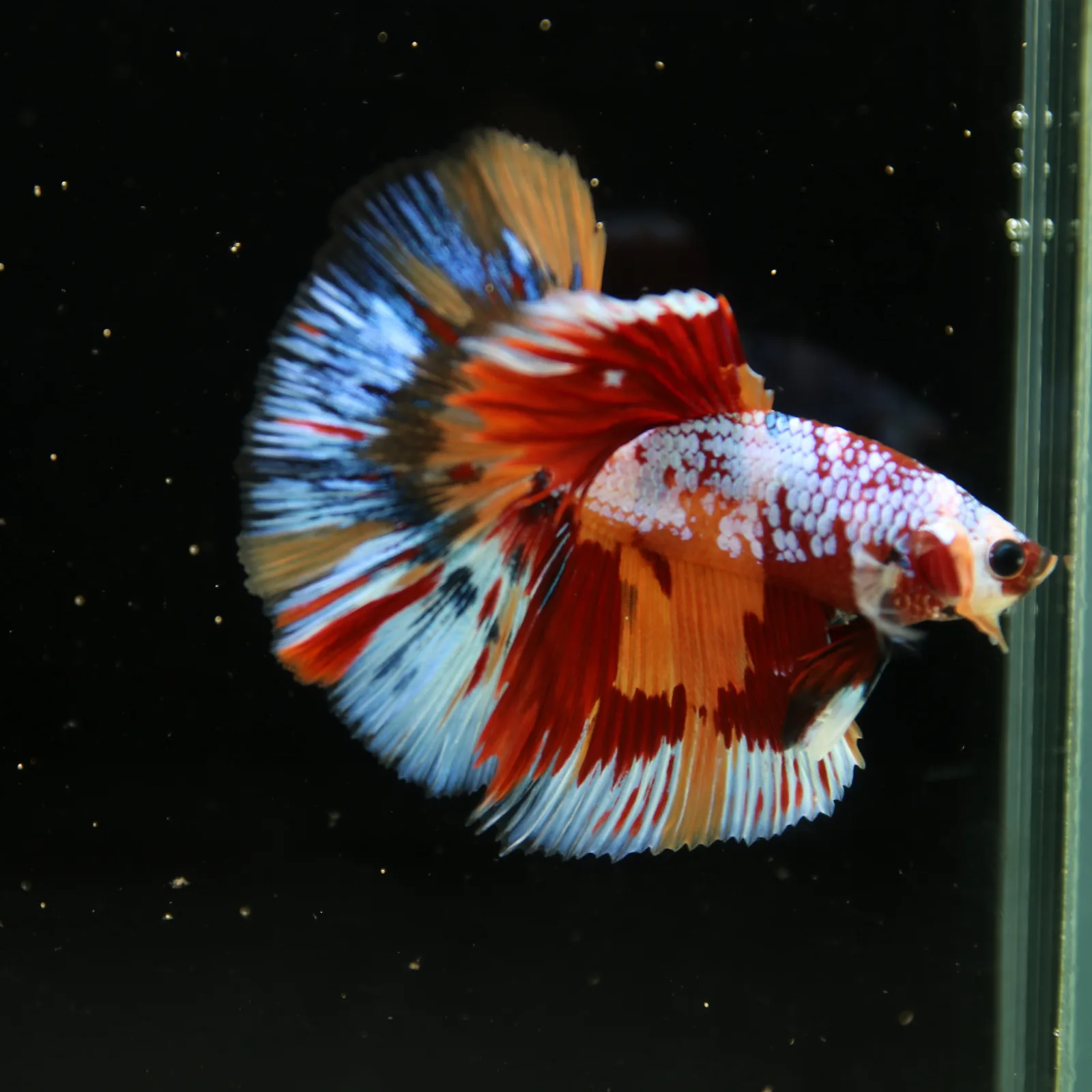 Halfmoon Non Metallic Multicolor Betta Fish Male | Premium Marble Live Betta Show Grade media 9