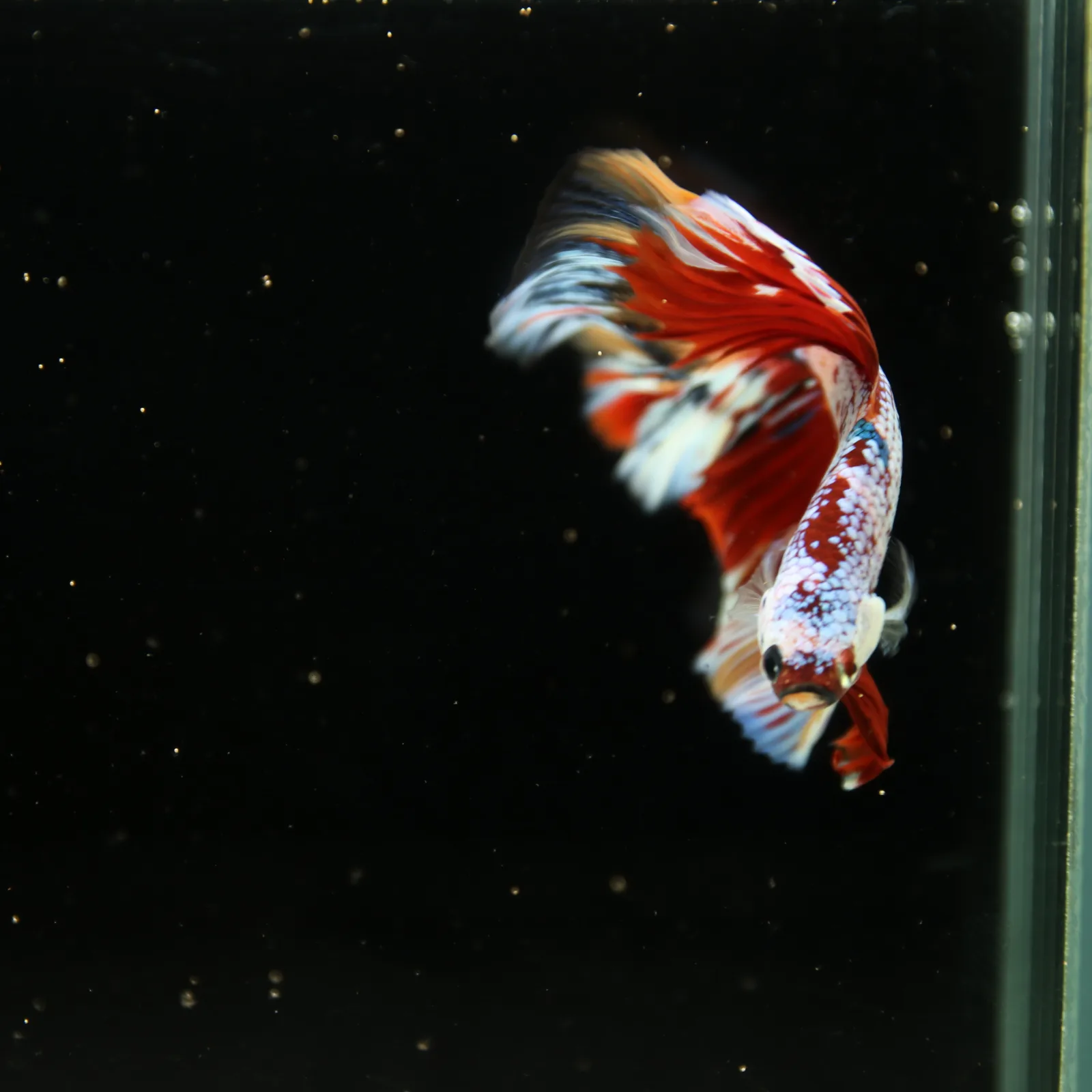 Halfmoon Non Metallic Multicolor Betta Fish Male | Premium Marble Live Betta Show Grade media 11