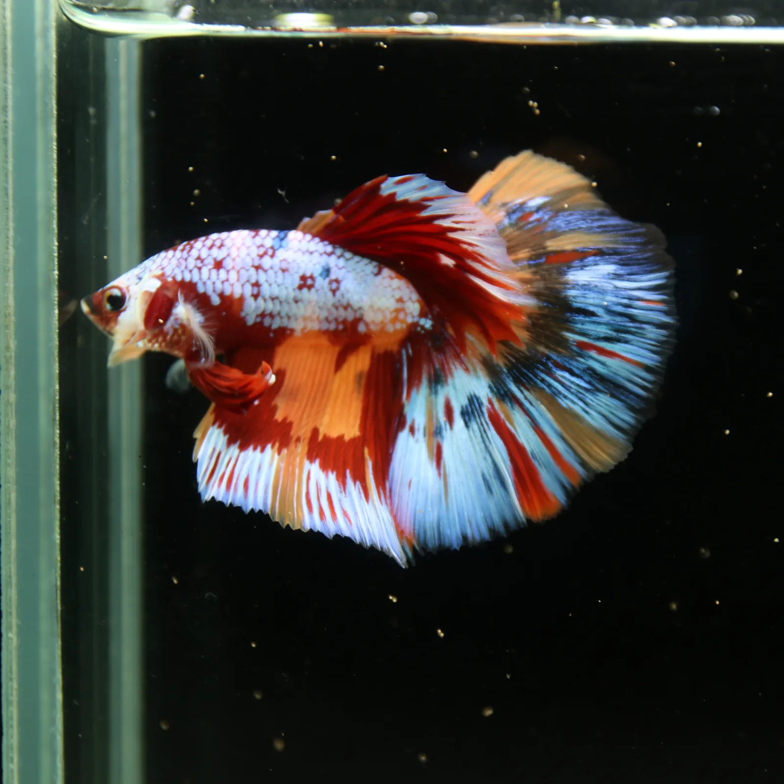 Halfmoon Non Metallic Multicolor Betta Fish Male | Premium Marble Live Betta Show Grade media 13
