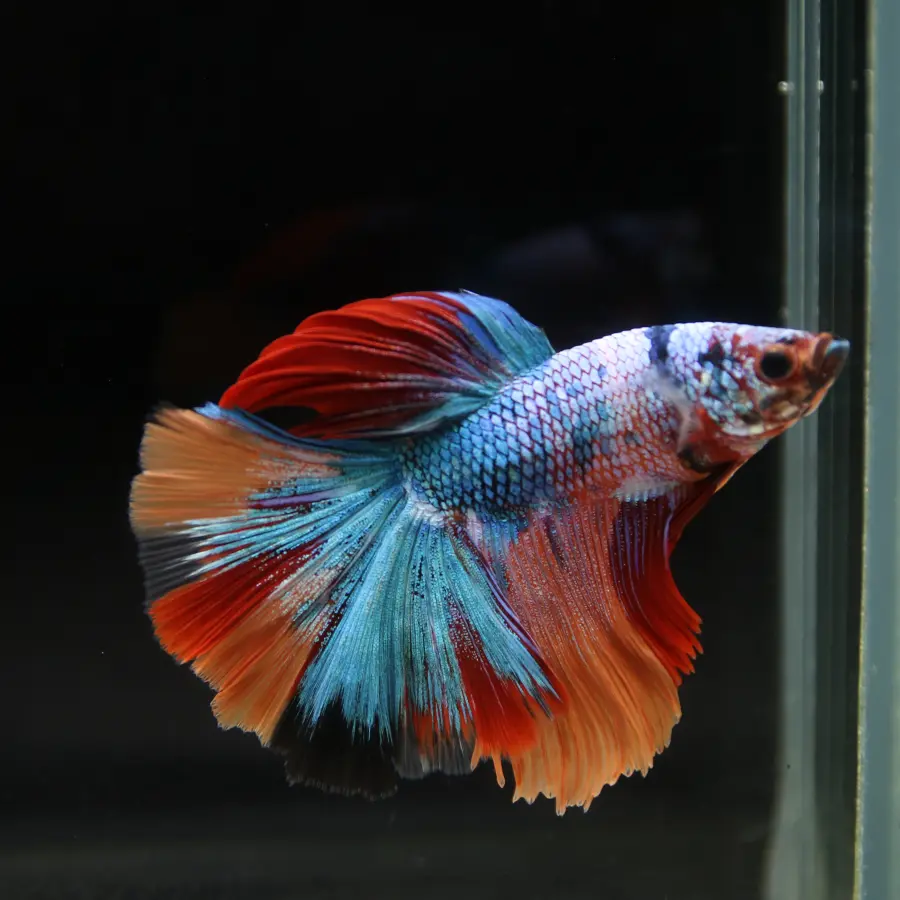 Show Grade Halfmoon Non Metallic Multicolor Betta Fish Male – Unique Marble Pattern