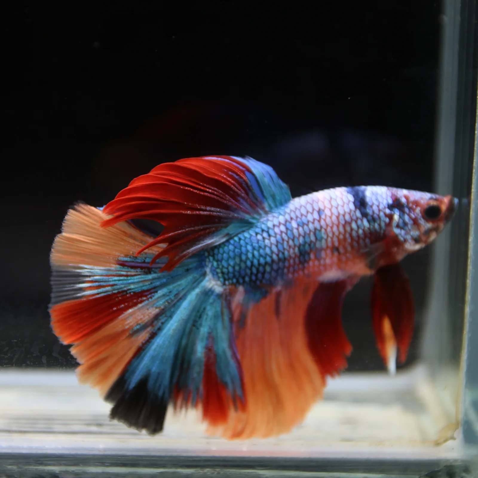 Show Grade Halfmoon Non Metallic Multicolor Betta Fish Male – Unique Marble Pattern media 3
