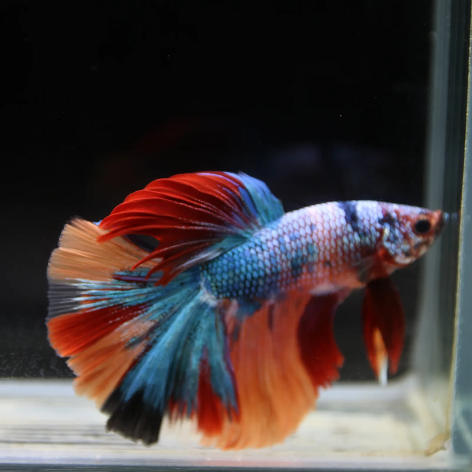 Show Grade Halfmoon Non Metallic Multicolor Betta Fish Male – Unique Marble Pattern media 4