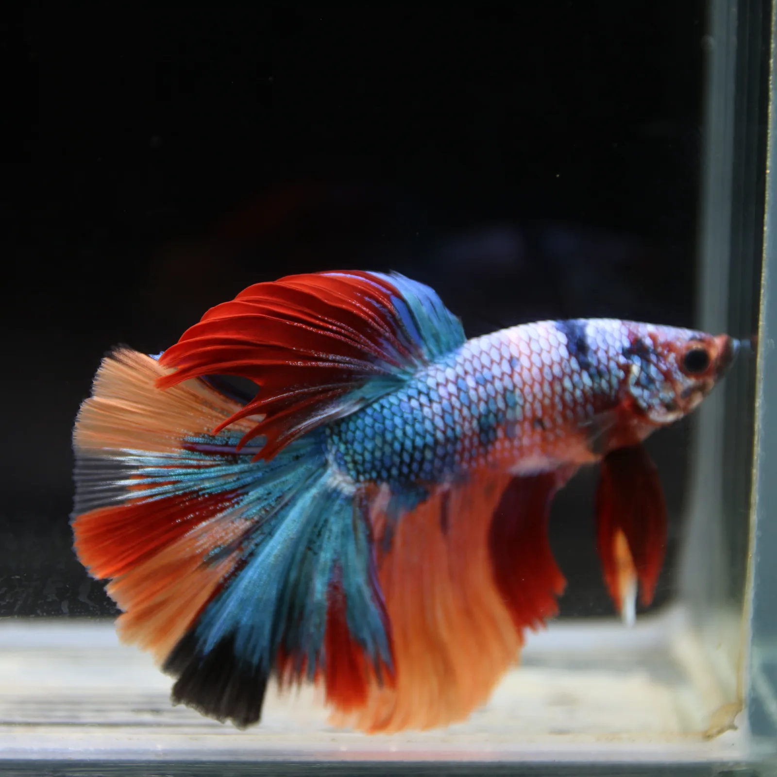 Show Grade Halfmoon Non Metallic Multicolor Betta Fish Male – Unique Marble Pattern media 5