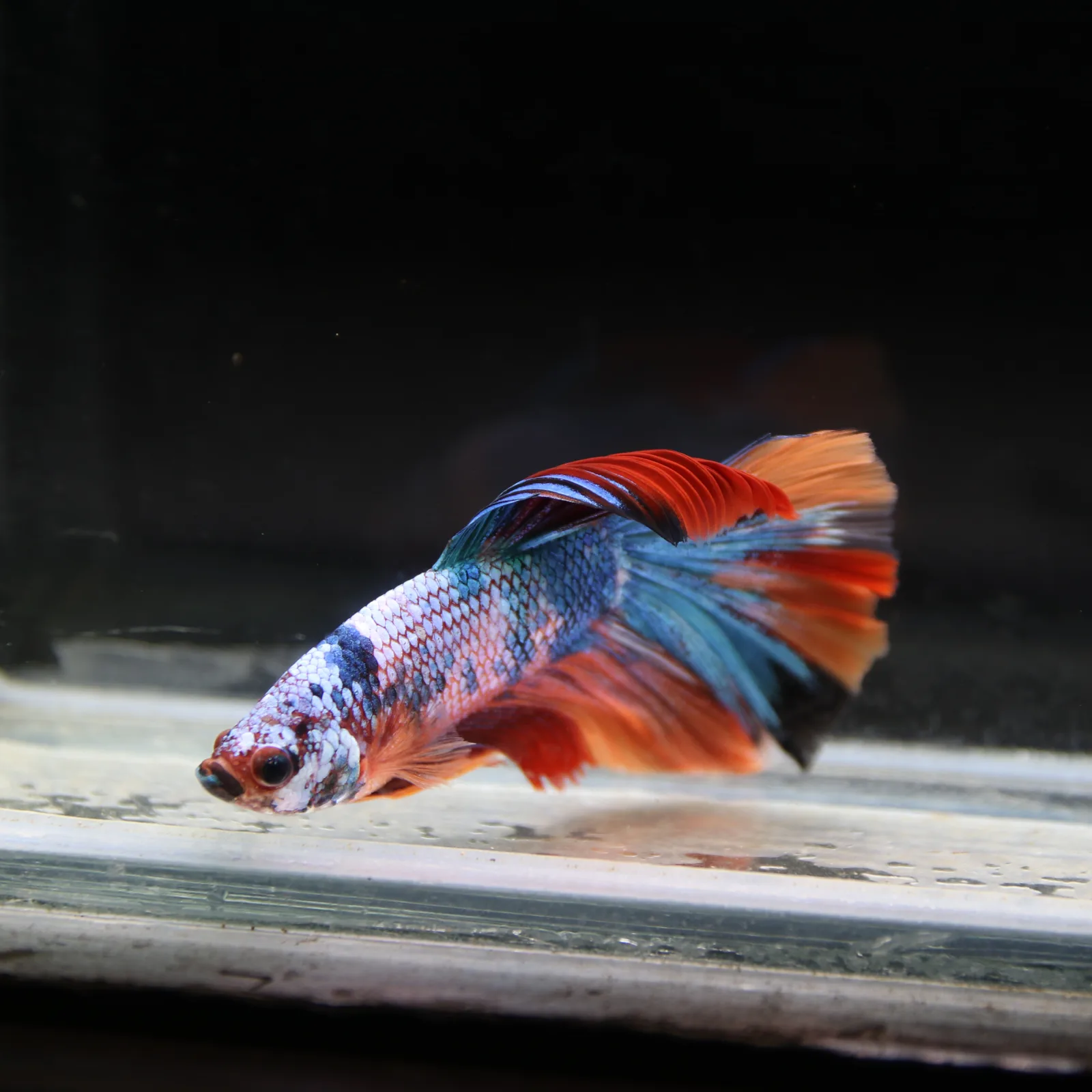 Show Grade Halfmoon Non Metallic Multicolor Betta Fish Male – Unique Marble Pattern media 7