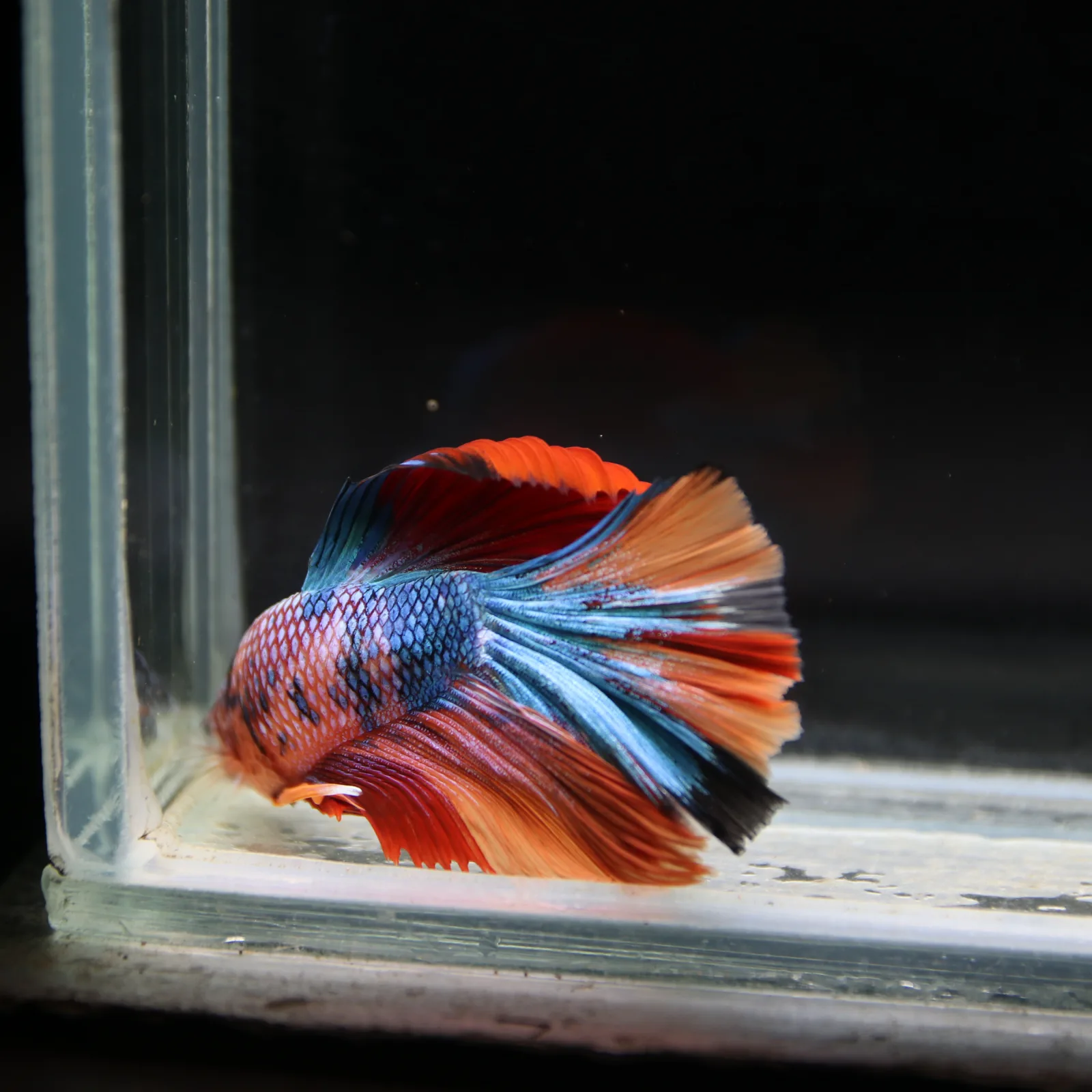 Show Grade Halfmoon Non Metallic Multicolor Betta Fish Male – Unique Marble Pattern media 8