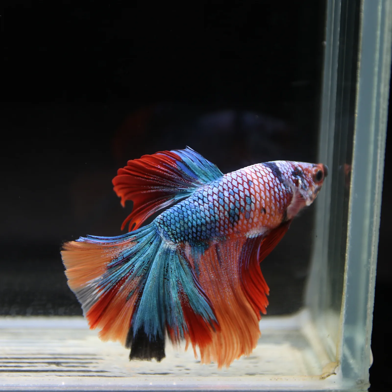 Show Grade Halfmoon Non Metallic Multicolor Betta Fish Male – Unique Marble Pattern media 10